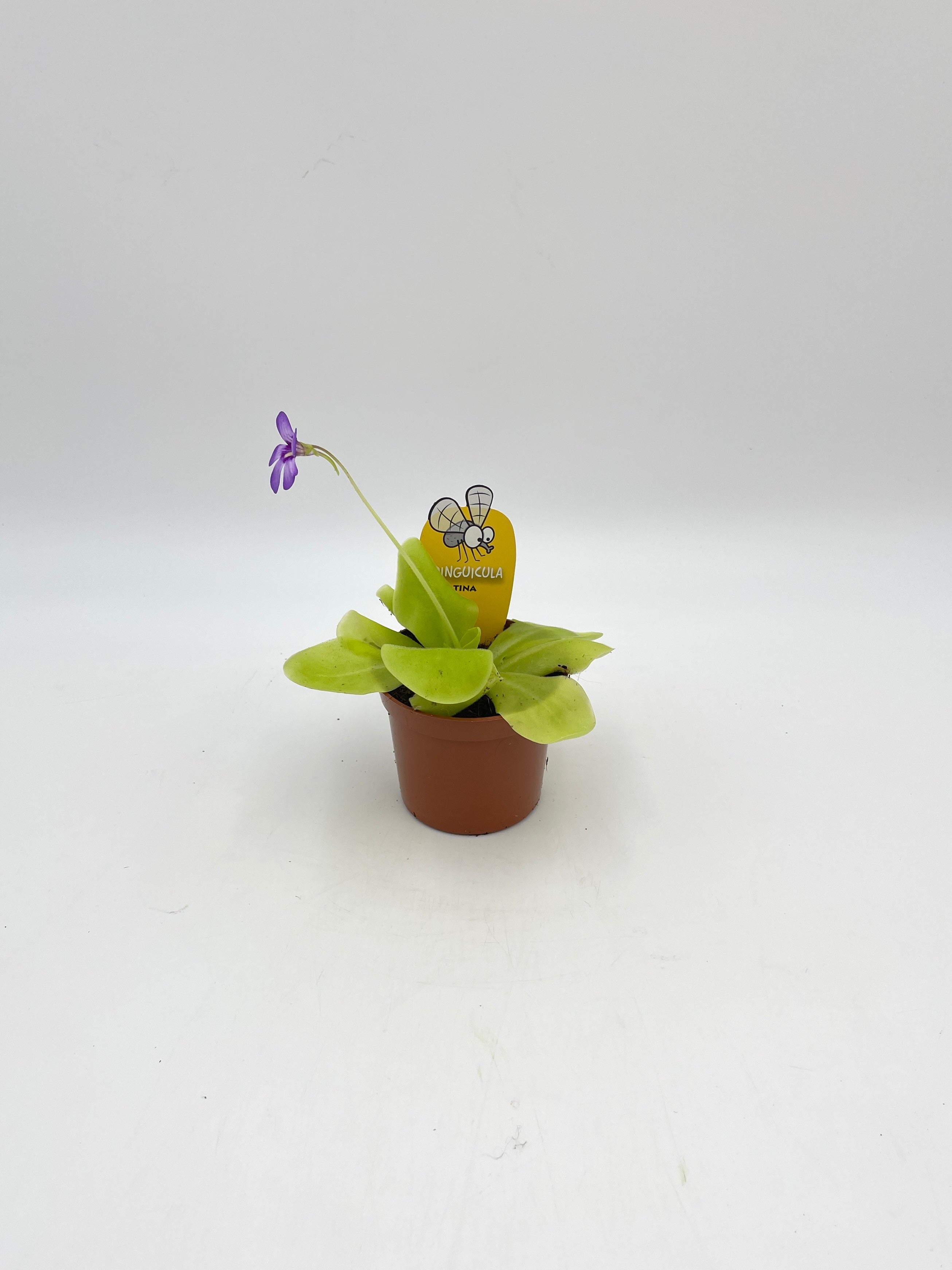 Pinguicula Tina, Carnivorous Plant