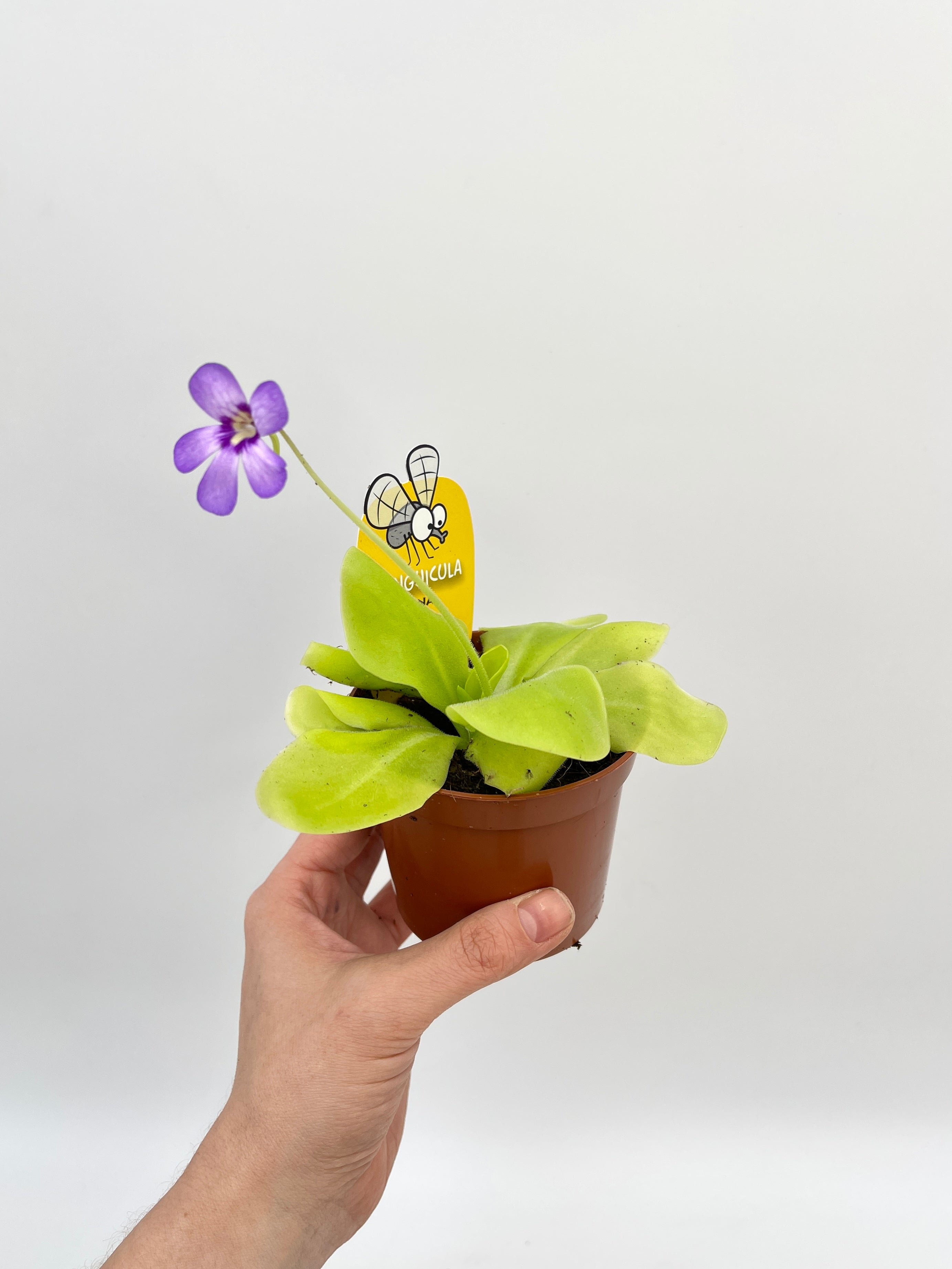 Pinguicula Tina, Carnivorous Plant