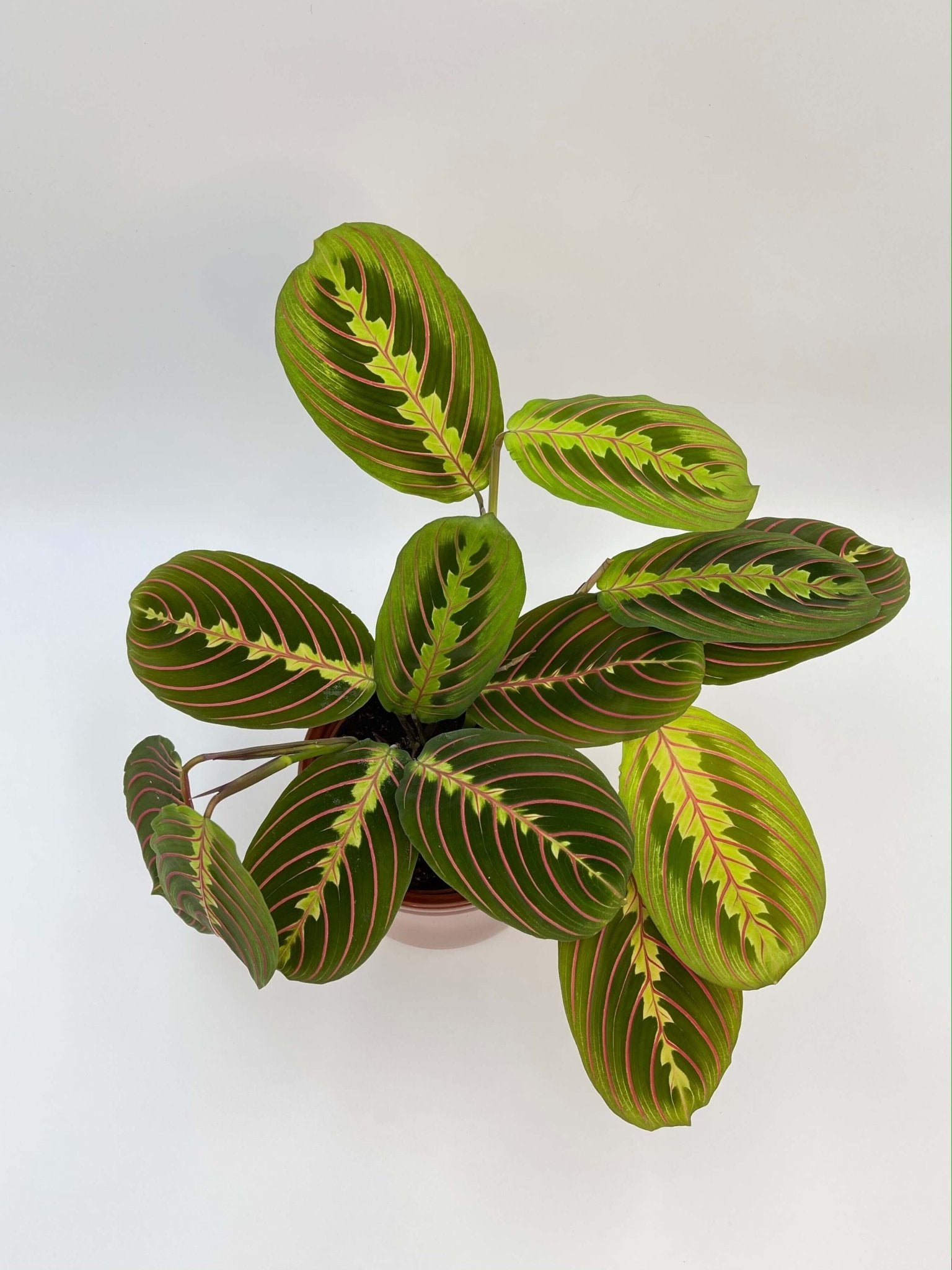 Prayer Plant Maranta Fascinator - Pet Safe House Plant