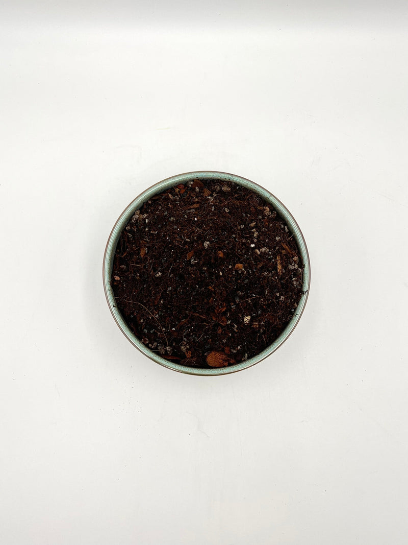 Premium Alocasia Potting Soil Mix