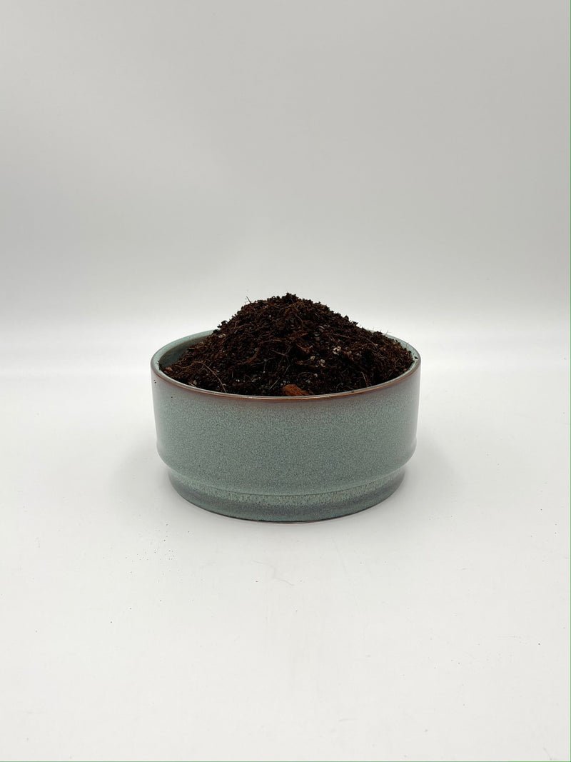 Premium Alocasia Potting Soil Mix