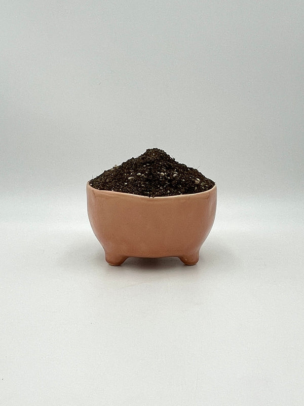 Premium Cacti & Succulent Potting Soil Mix