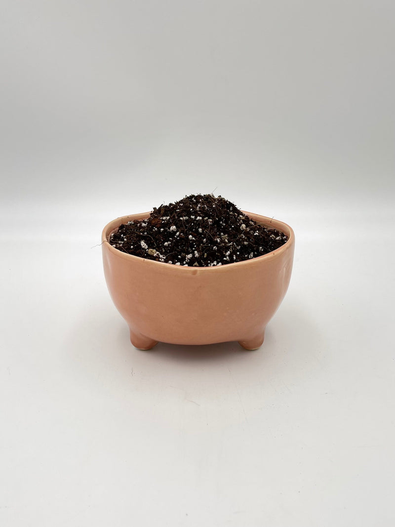 Premium Calathea & Maranta Potting Soil Mix