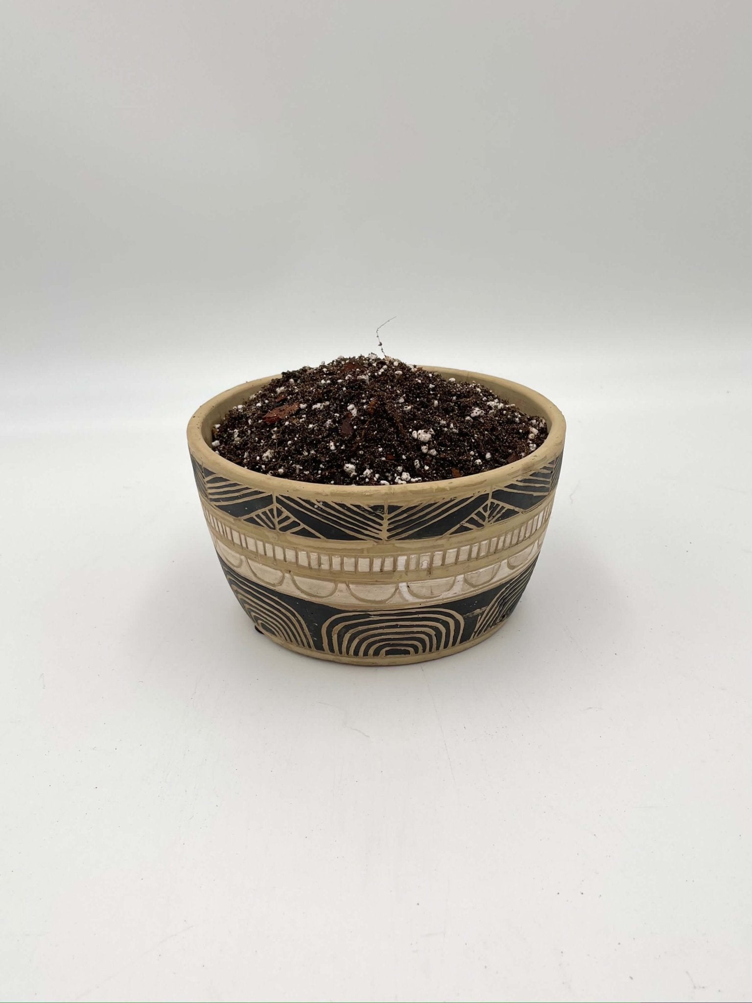 potting mix for ficus Premium Ficus Potting Soil Mix -