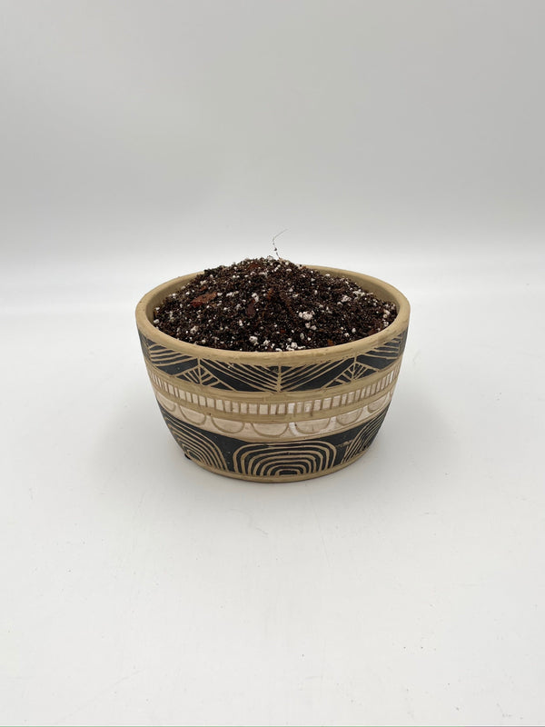 Premium Ficus Potting Soil Mix