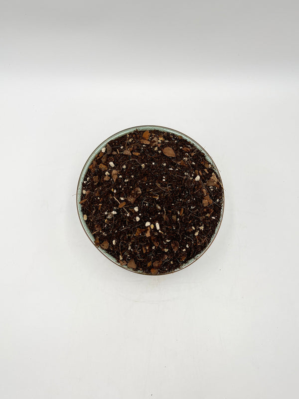 Premium Syngonium Potting Soil Mix