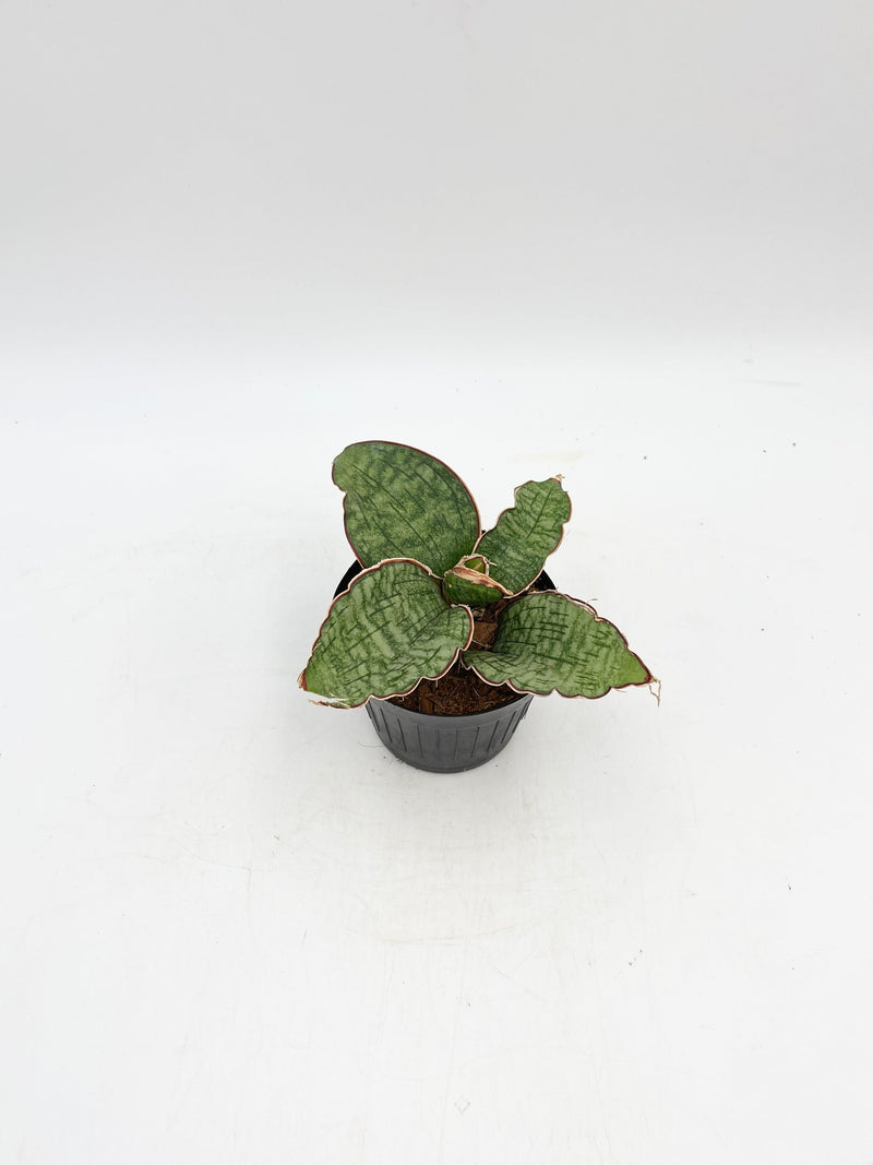 Sanseveiria Star Green Granite Plant - Snake Plant, 10cm nursery pot