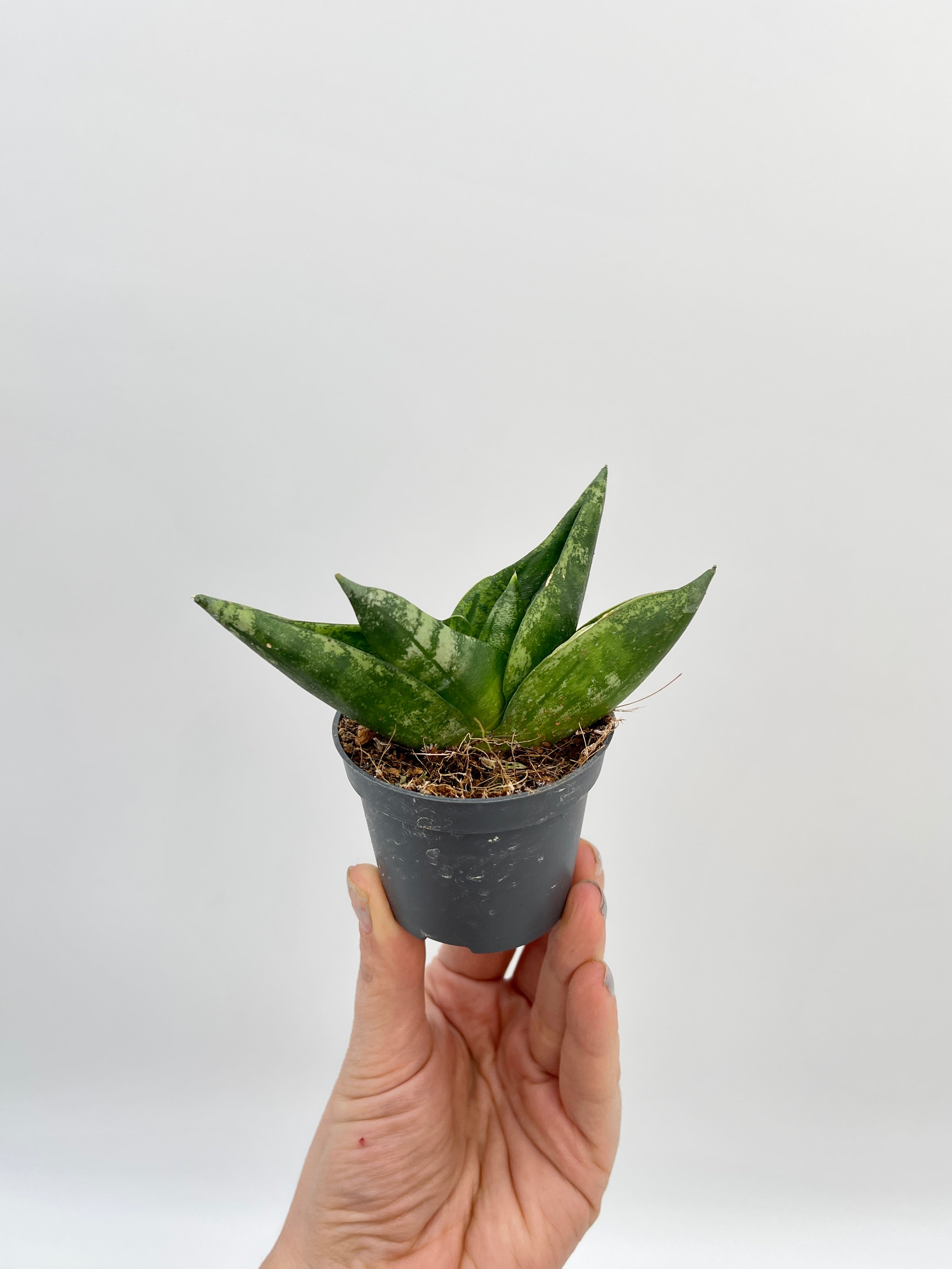 Sansevieria Boncellensis, Starfish Plant, Baby Plant