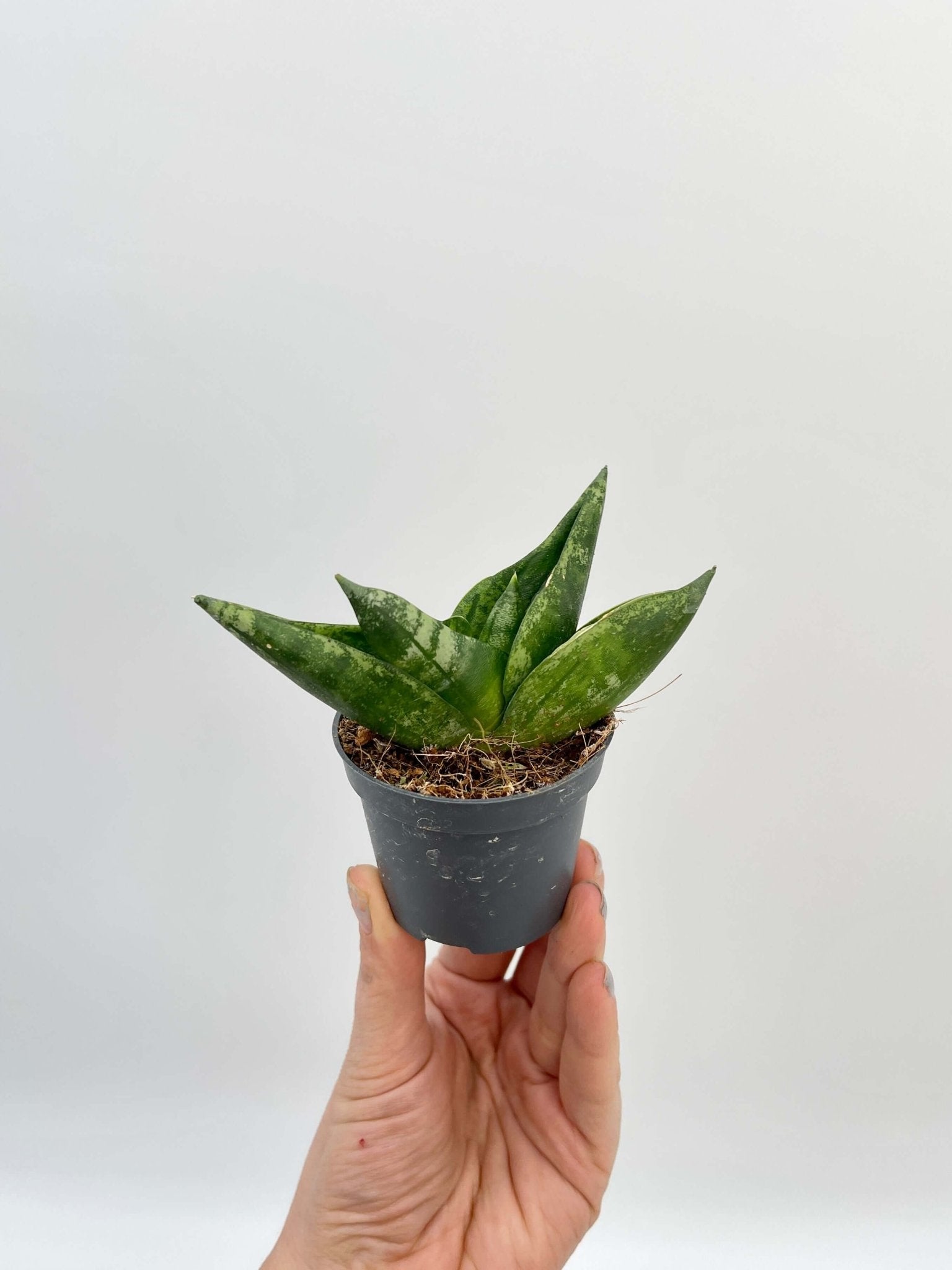 Sansevieria Boncellensis, Starfish Plant, Easy Care Snake Plant, Air purifier plant