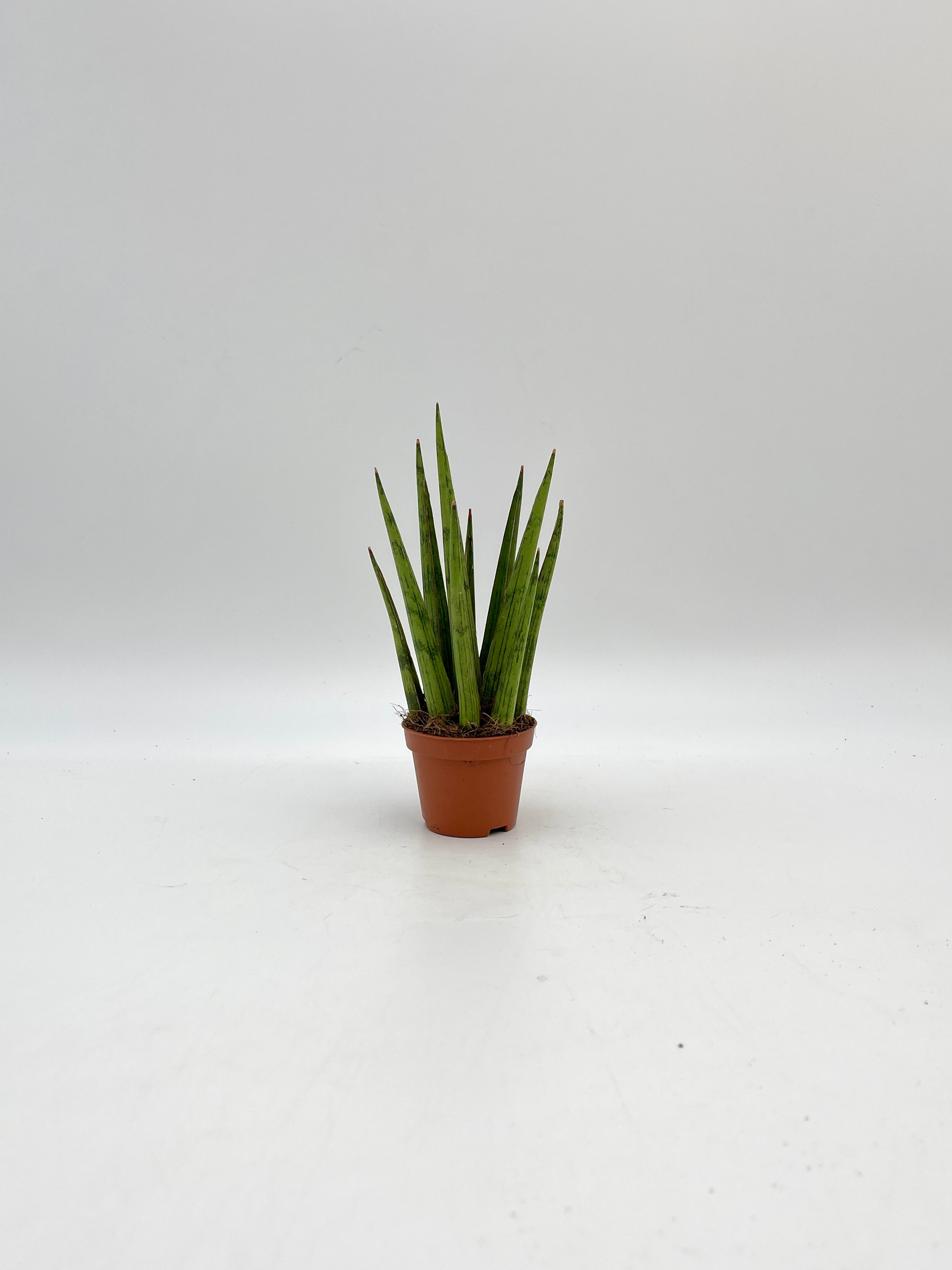 Sansevieria Cylindrica, Baby Plant