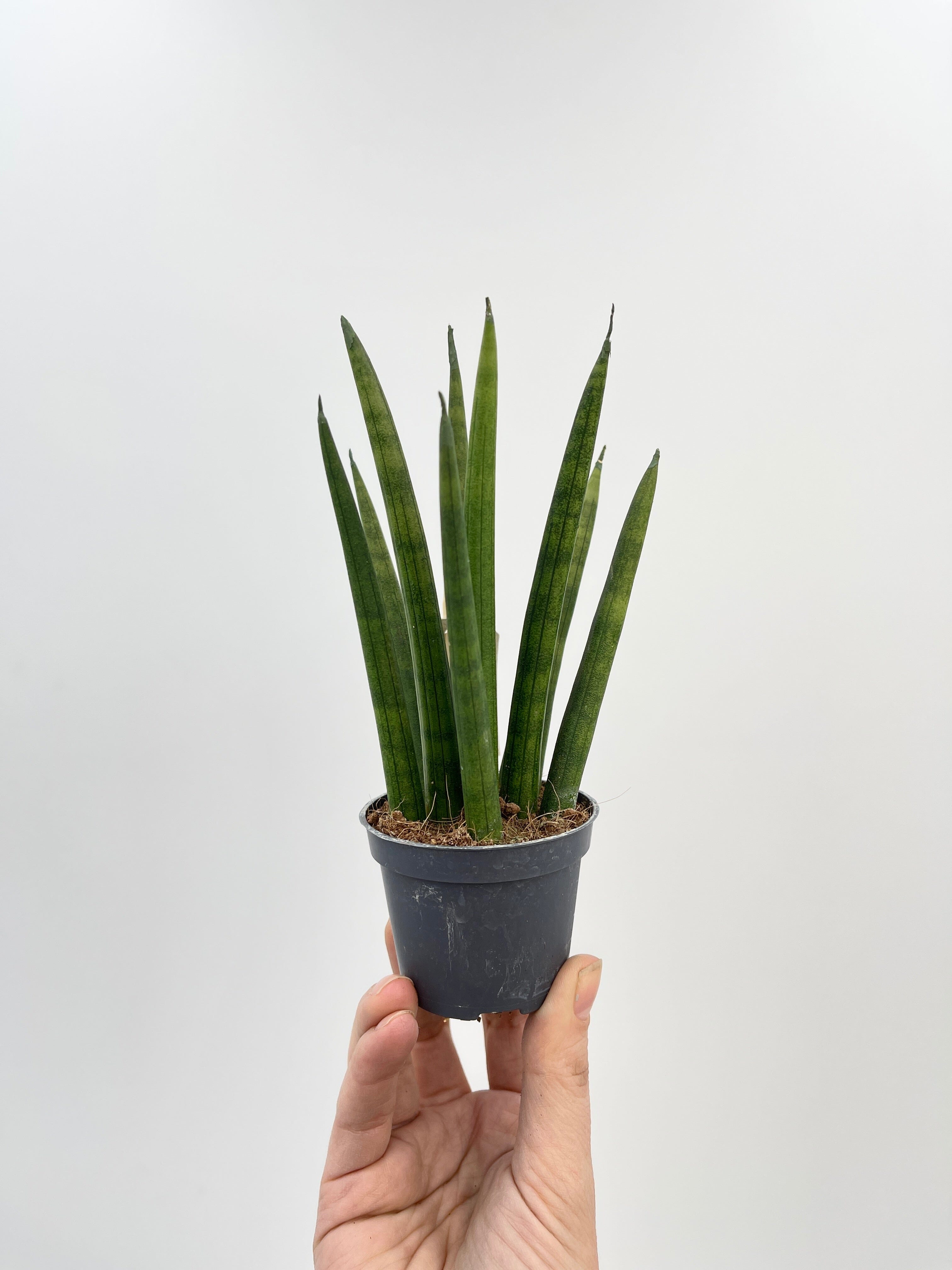 Sansevieria Cylindrica Rocket, Baby Plant