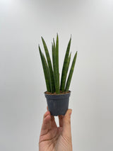 Sansevieria Cylindrica Rocket, Baby Plant