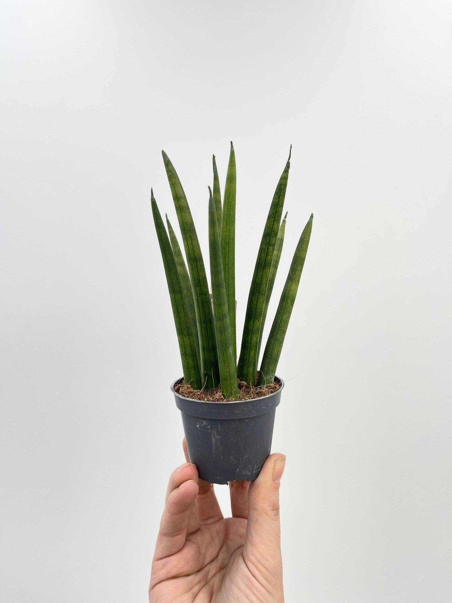 rocket snake plant Sansevieria Cylindrica Rocket, Baby Plant
