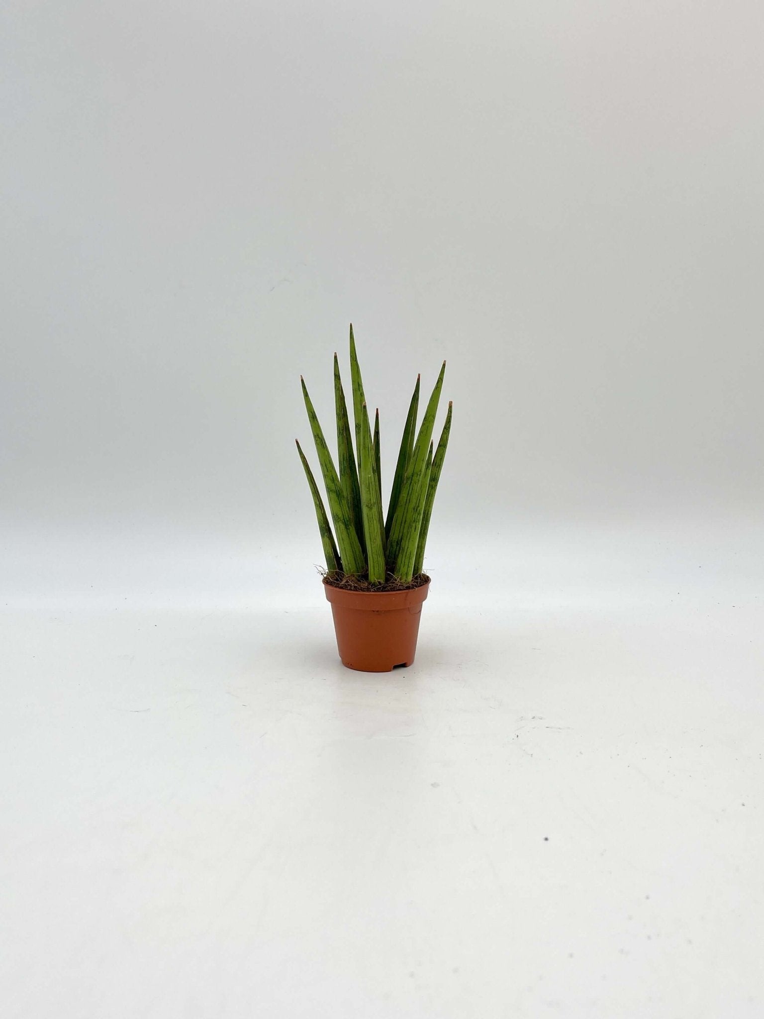 Sansevieria Cylindrica Rocket, Baby Plant, Beginners Plant
