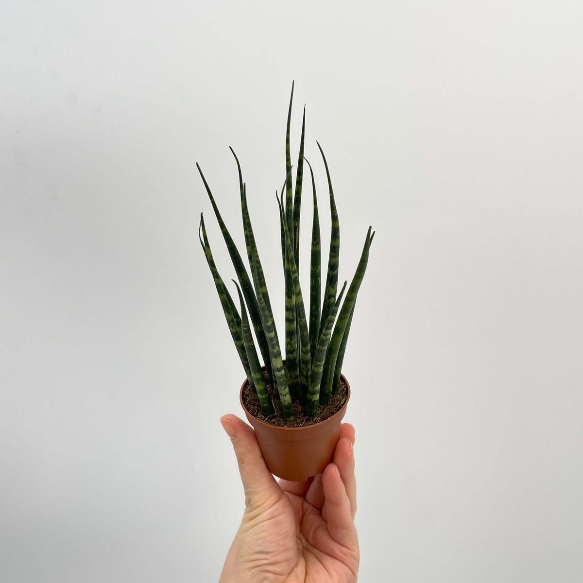 sansevieria mikado fernwood care Sansevieria Fernwood Mikado, Snake Plant, Baby Plant