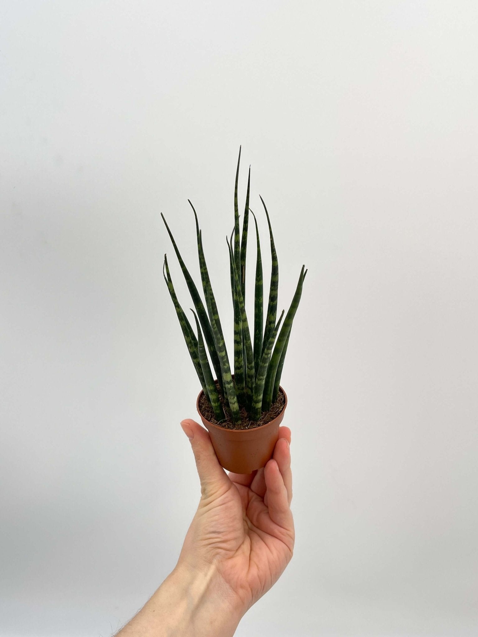 Sansevieria Fernwood Mikado, Snake Plant, Baby Plant, Easy Care, Air purifier plant
