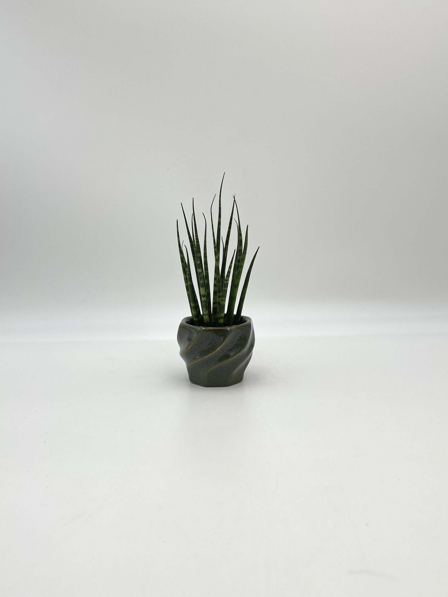 Sansevieria Fernwood Mikado, Snake Plant, Baby Plant, Easy Care, Air purifier plant