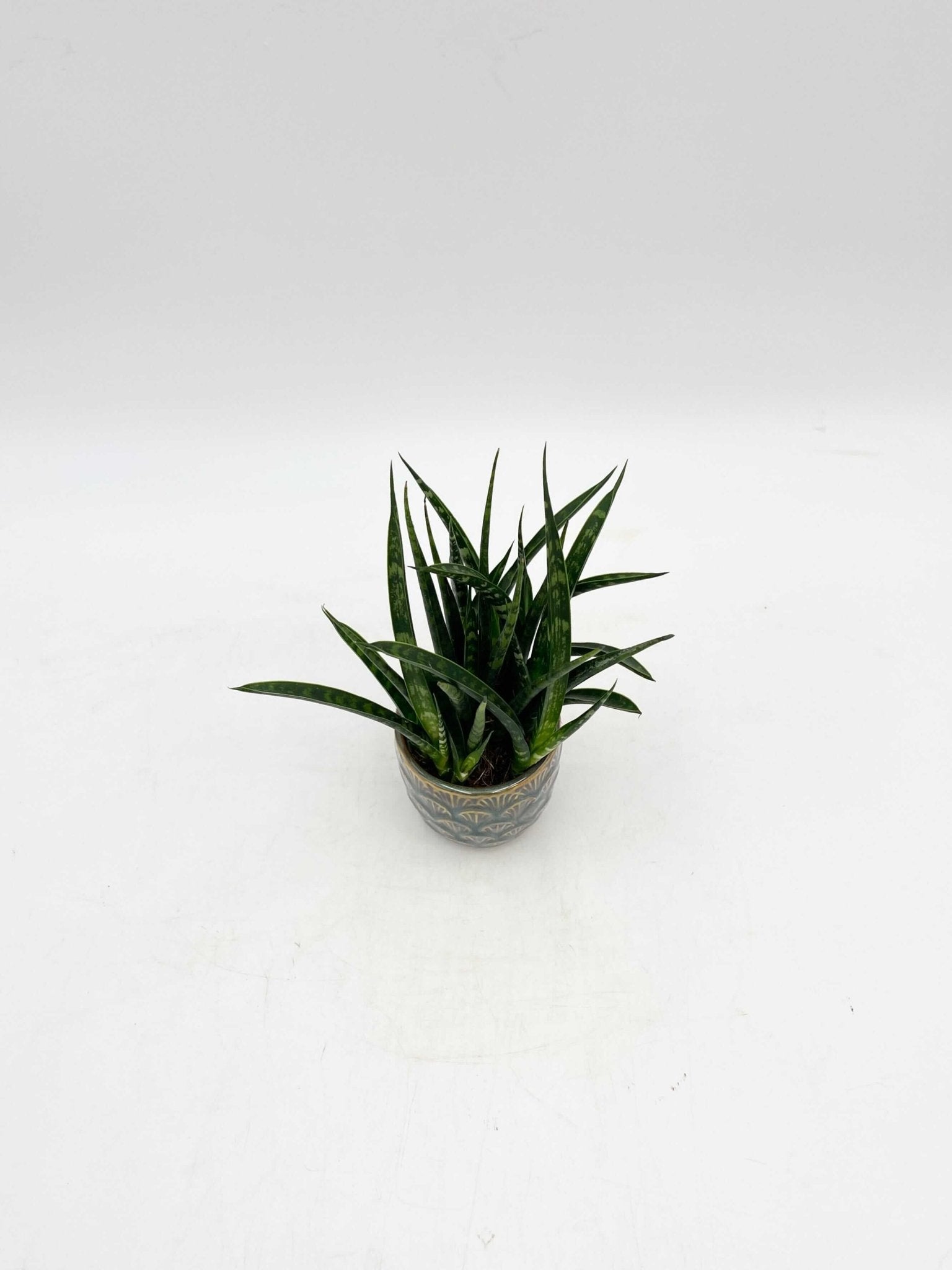 Sansevieria Fernwood Punk - Snakeplant, Air purifier plant, 9cm Pot