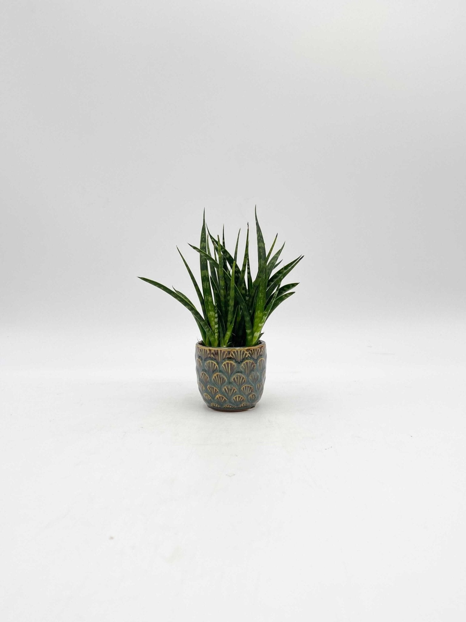 Sansevieria Fernwood Punk - Snakeplant, Air purifier plant, 9cm Pot