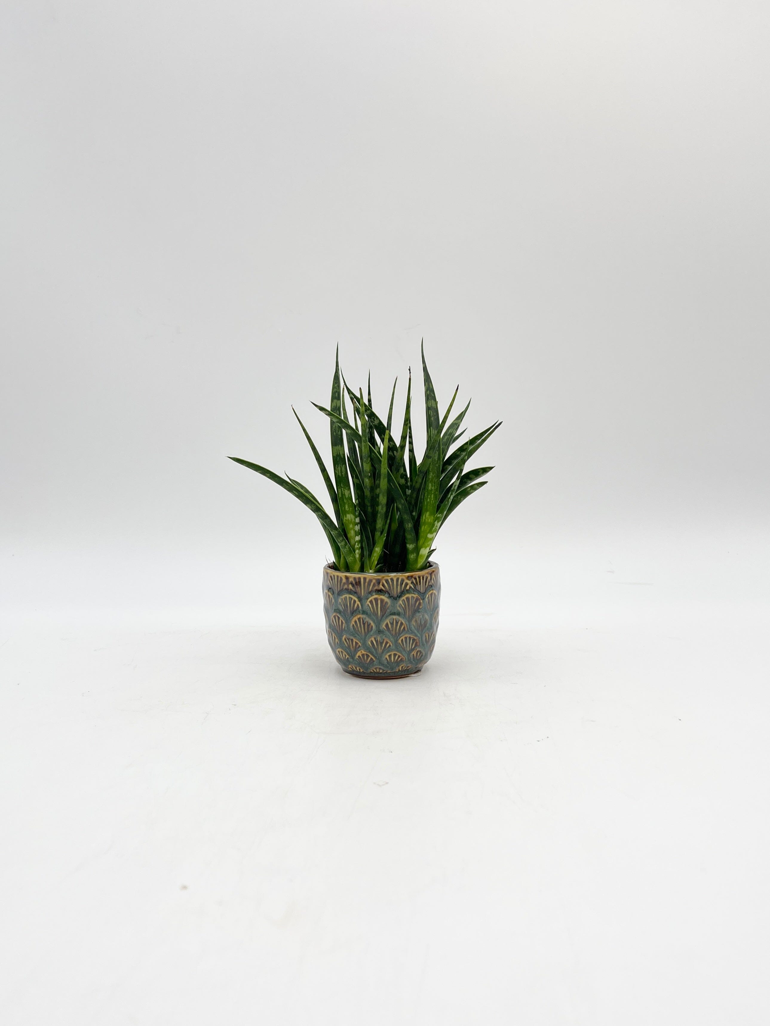 Sansevieria Fernwood Punk - Snakeplant