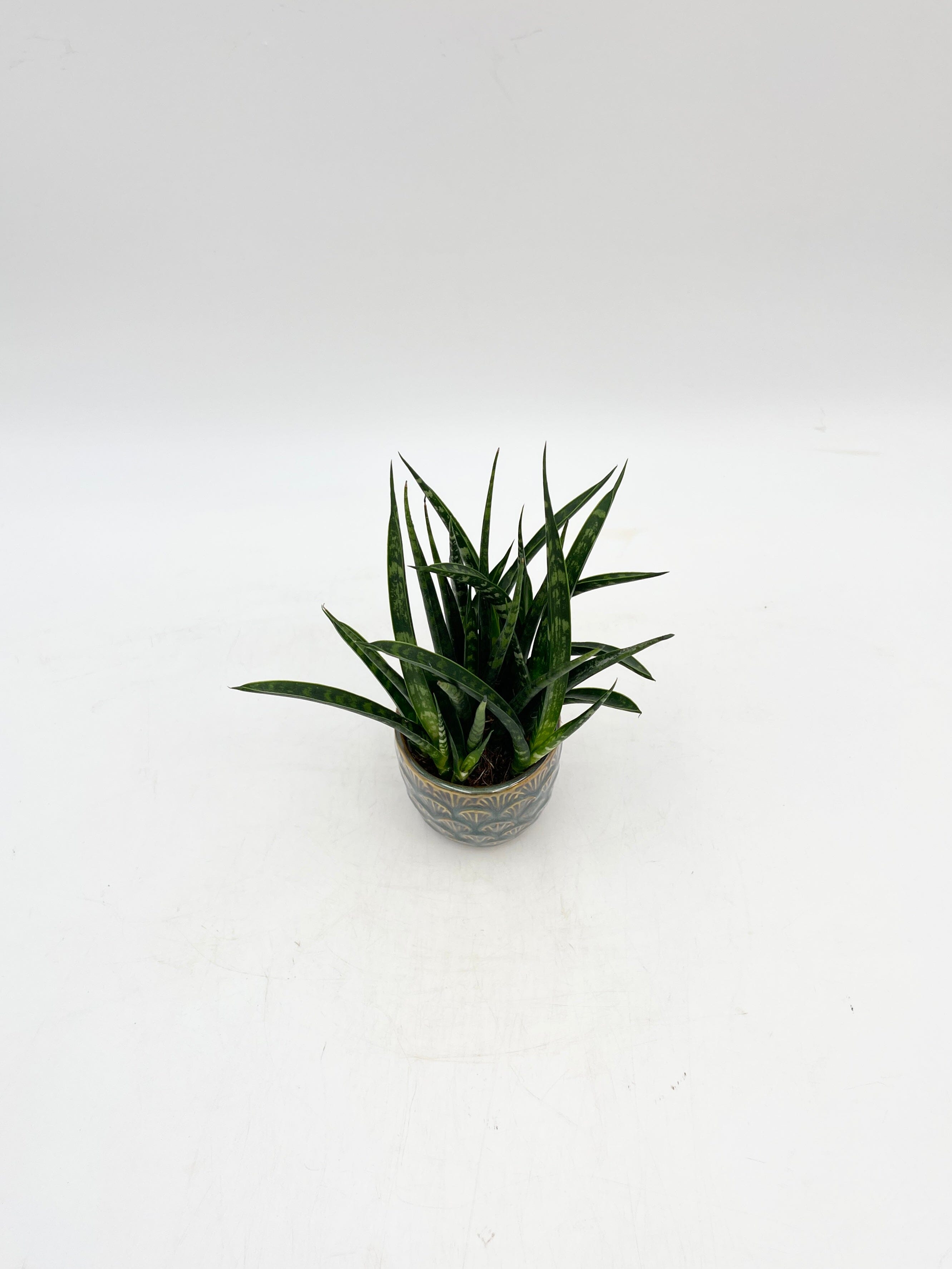 Sansevieria Fernwood Punk - Snakeplant