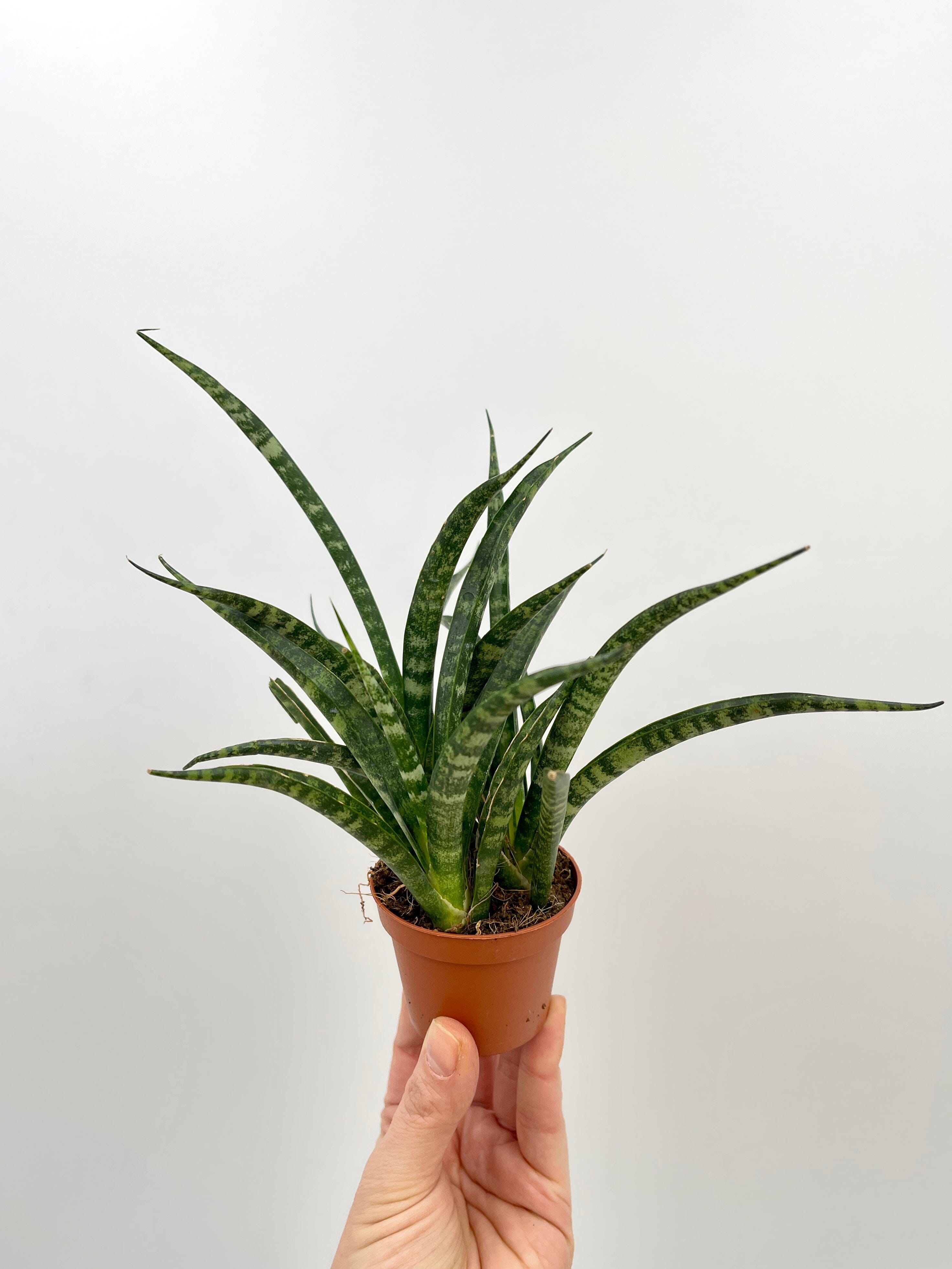 Sansevieria Fernwood Punk - Snakeplant