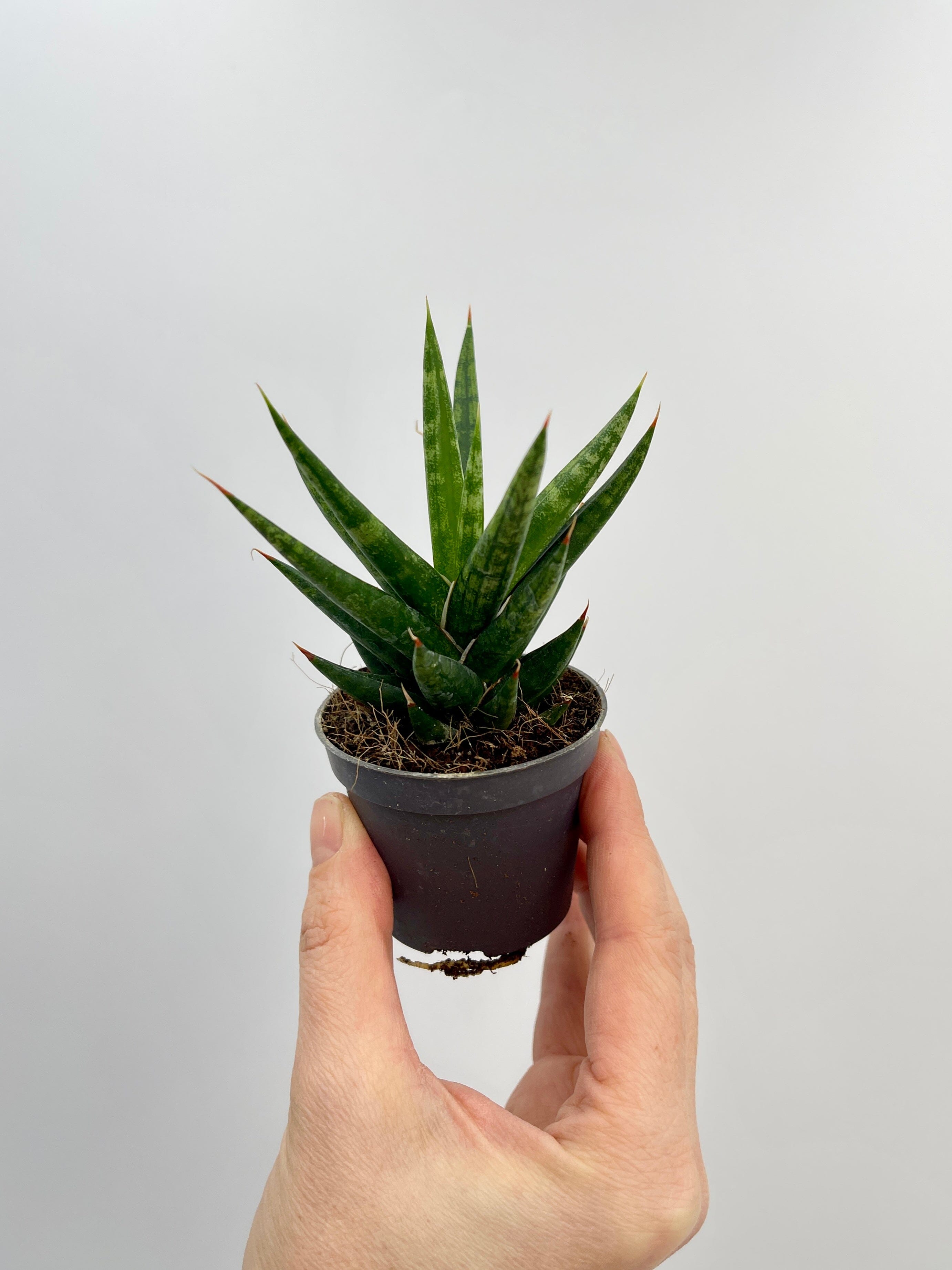 Sansevieria Francissi, Snake Plant, Baby Plant