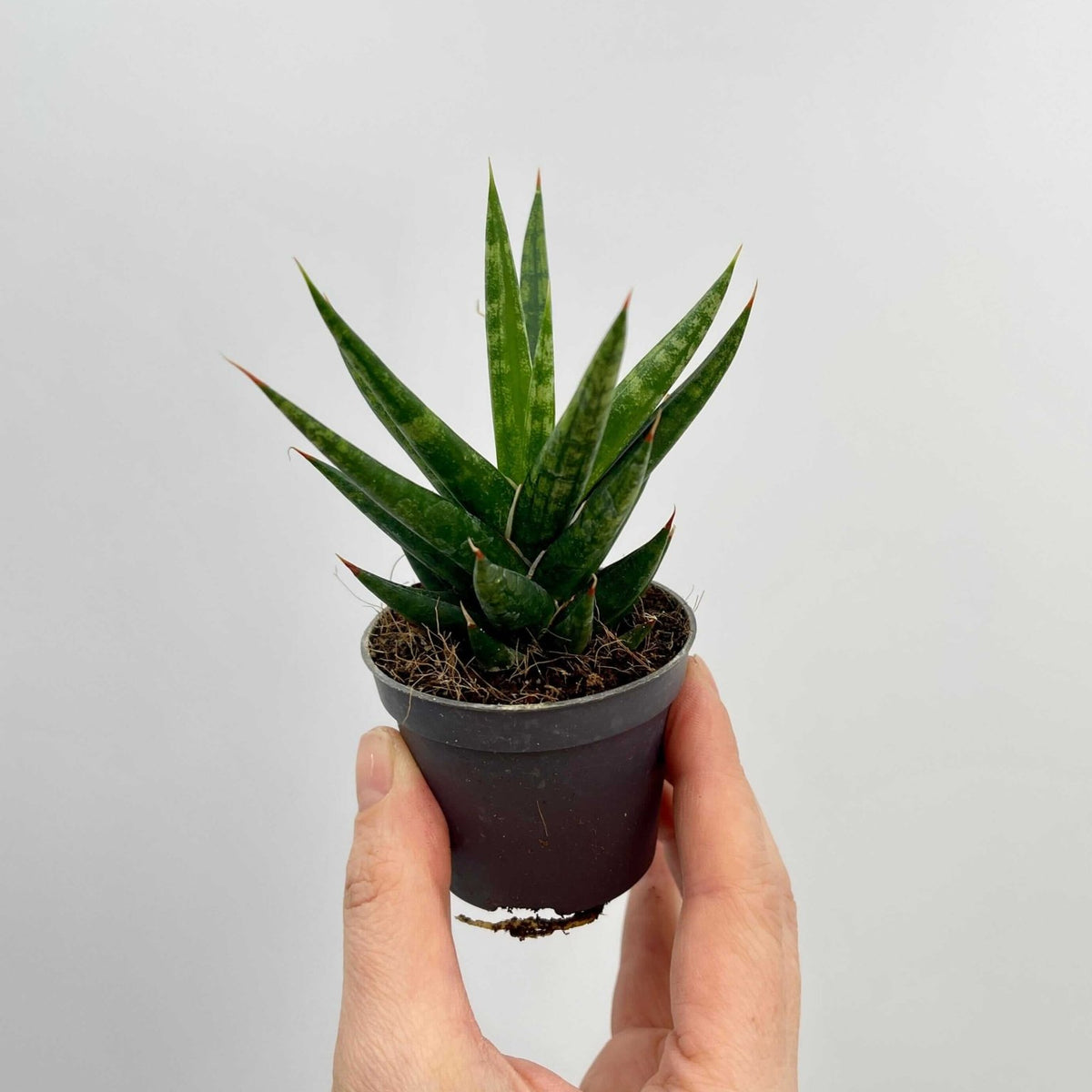 sansevieria bebe Sansevieria Francissi, Snake Plant, Baby Plant