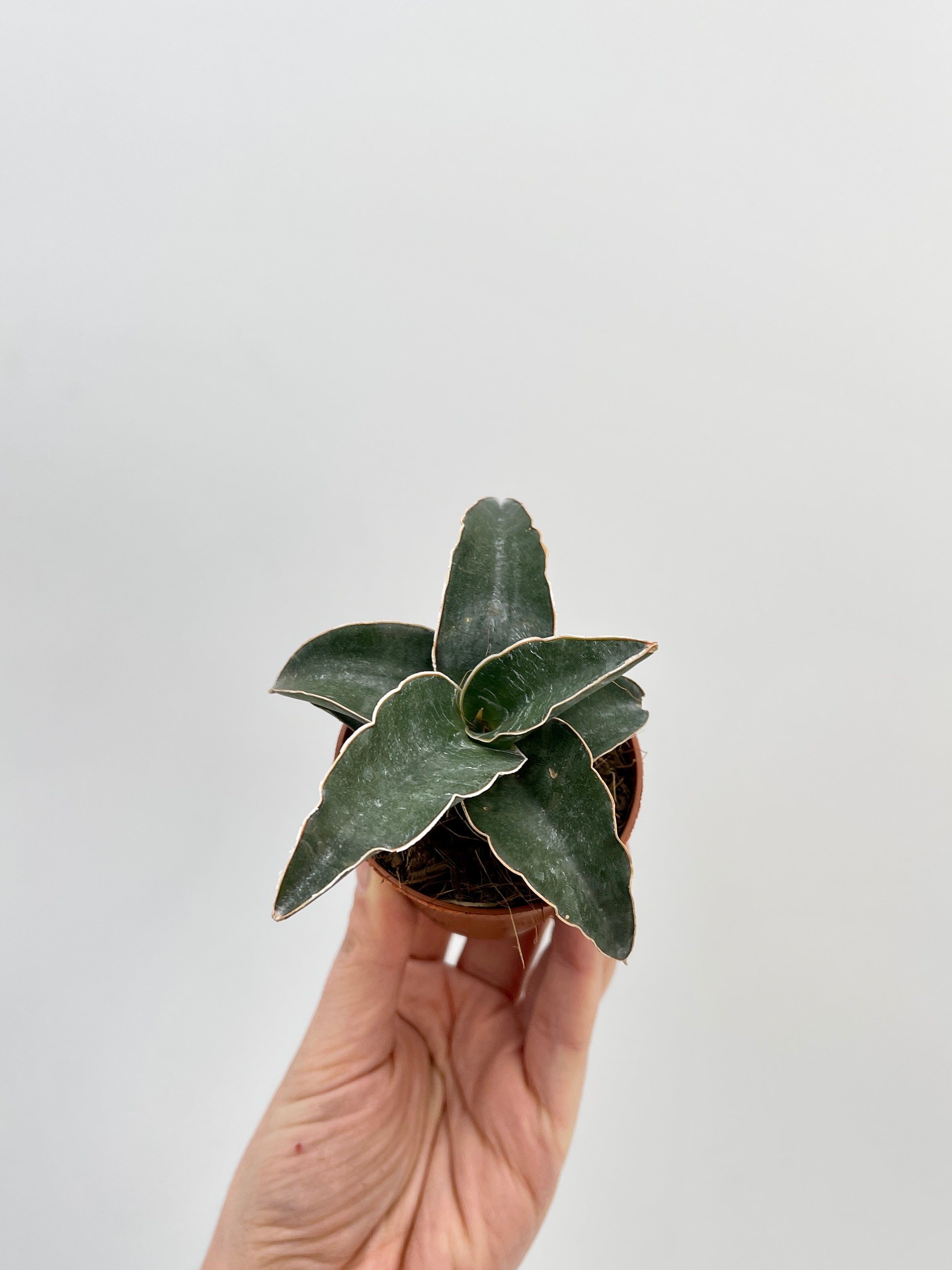 Sansevieria Lavranos, Snake Plant, Baby Plant