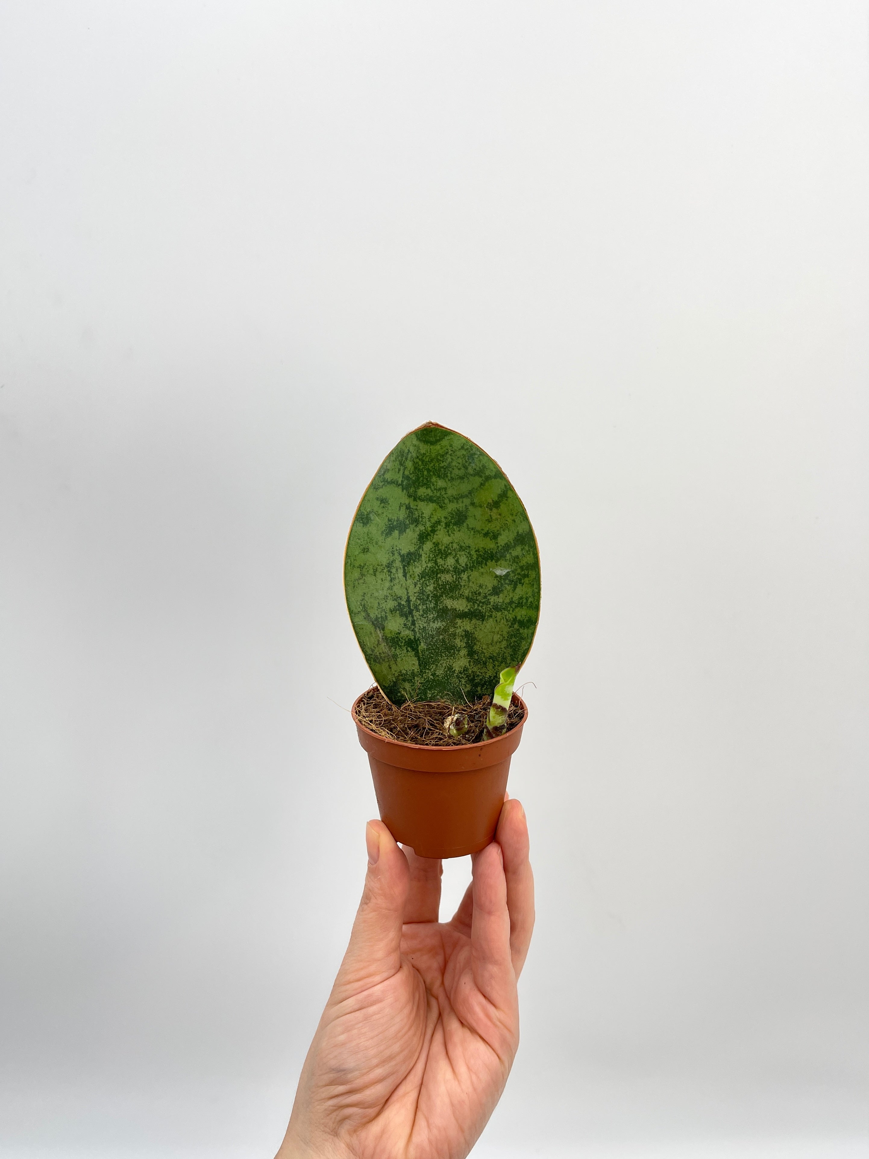 Sansevieria Masoniana Victoria, Baby Plant