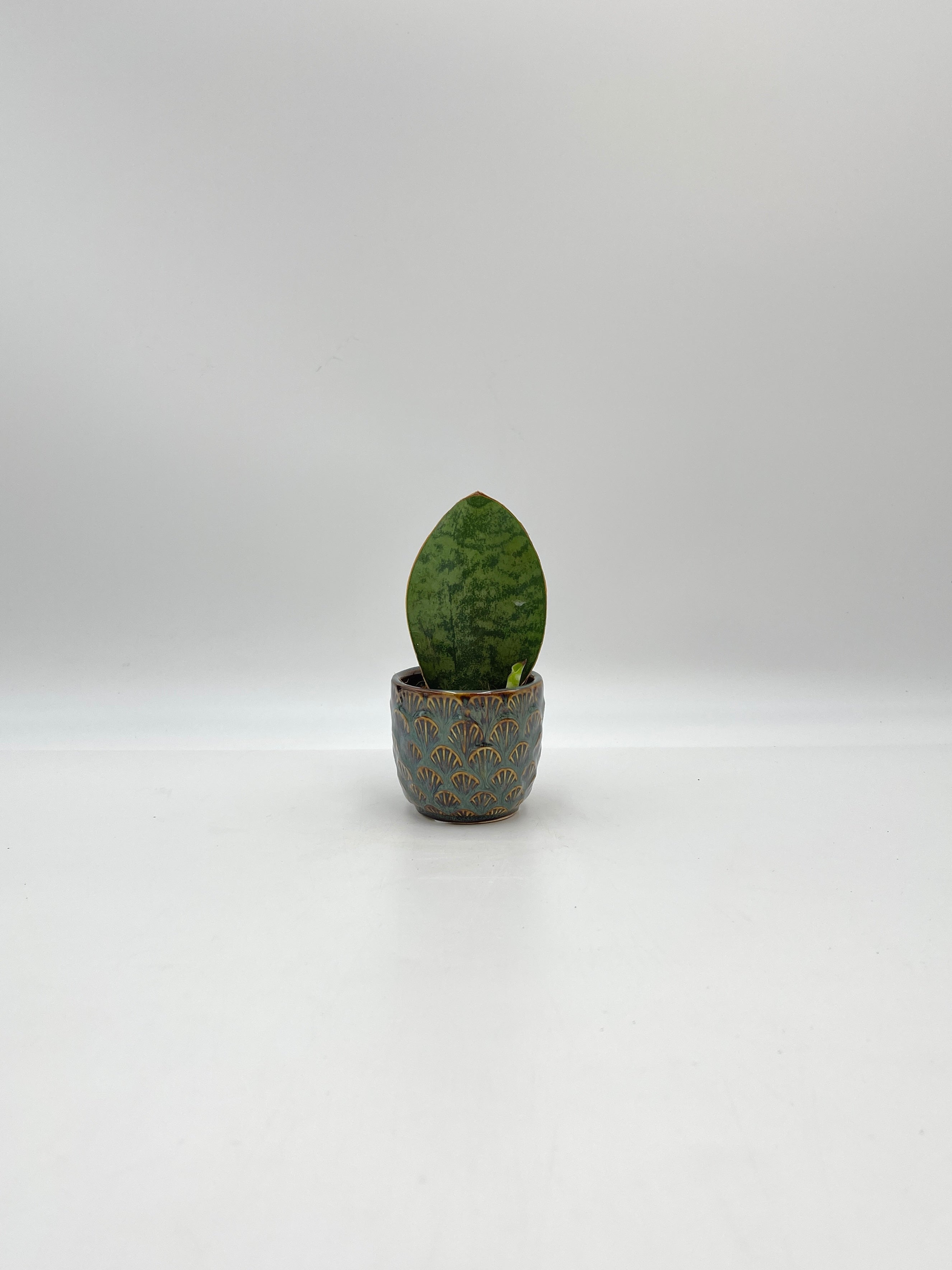 Sansevieria Masoniana Victoria, Baby Plant