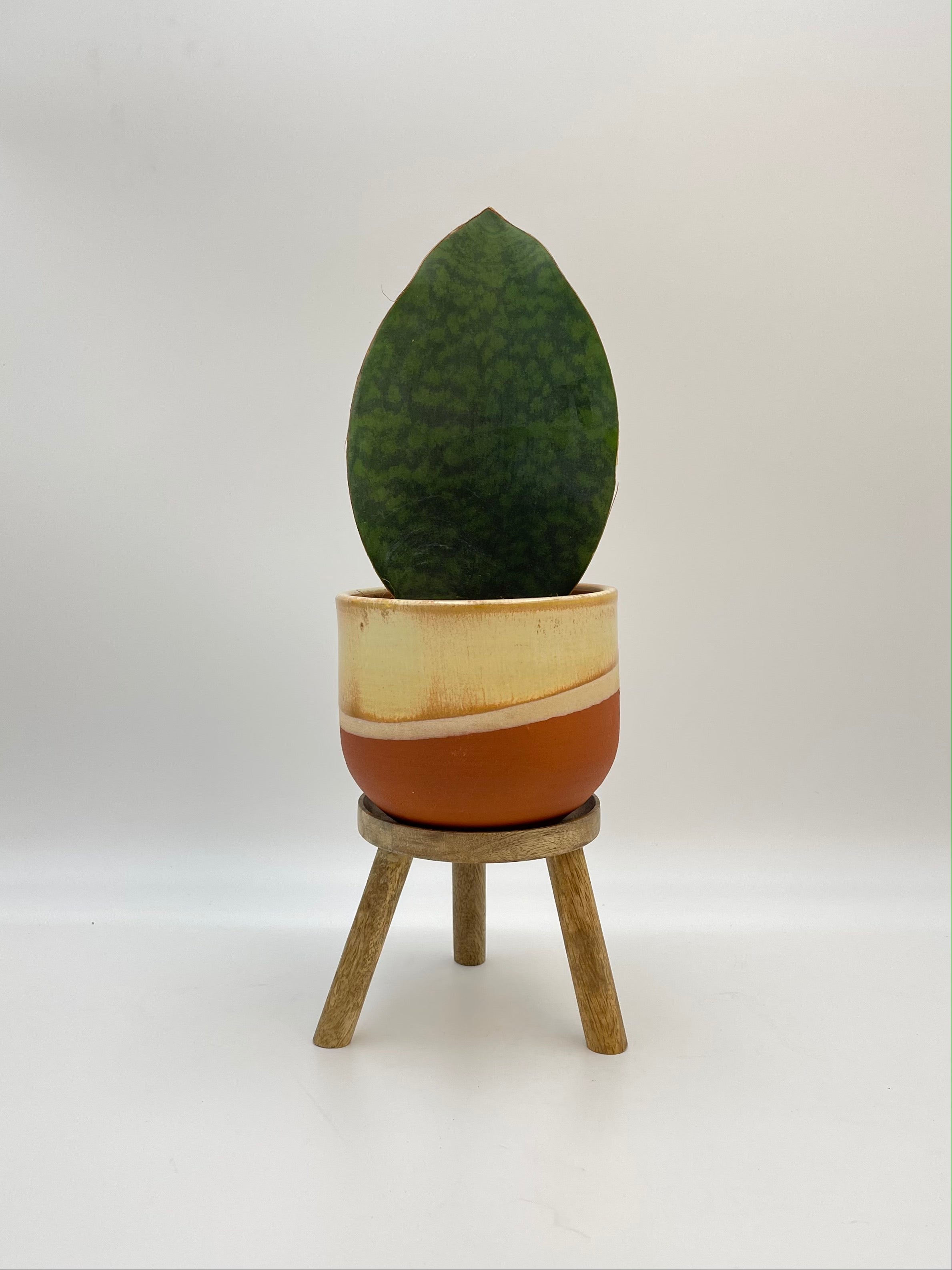 Sansevieria Masoniana Victoria, Whale Fin Plant