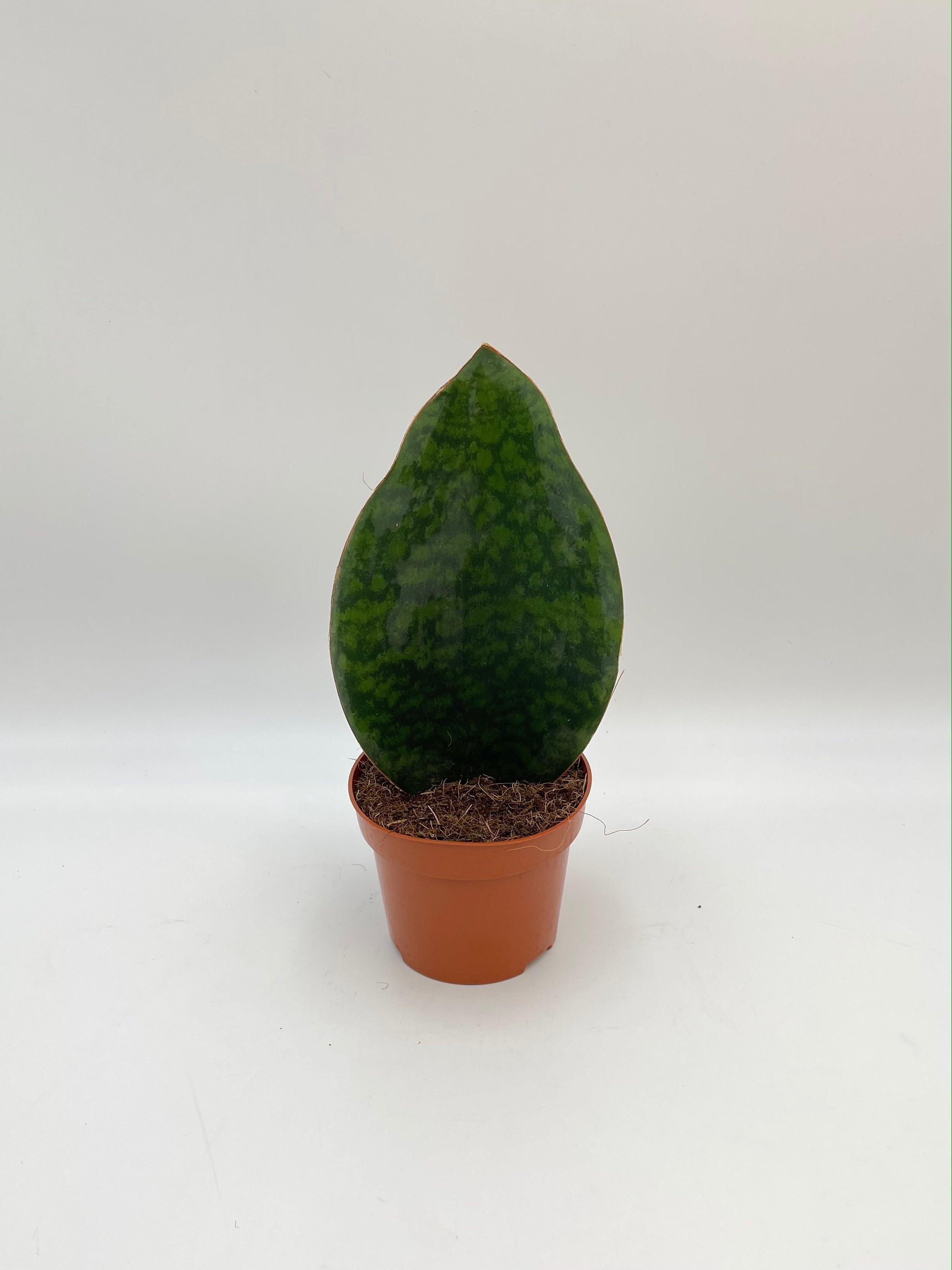 Sansevieria Masoniana Victoria, Whale Fin Plant