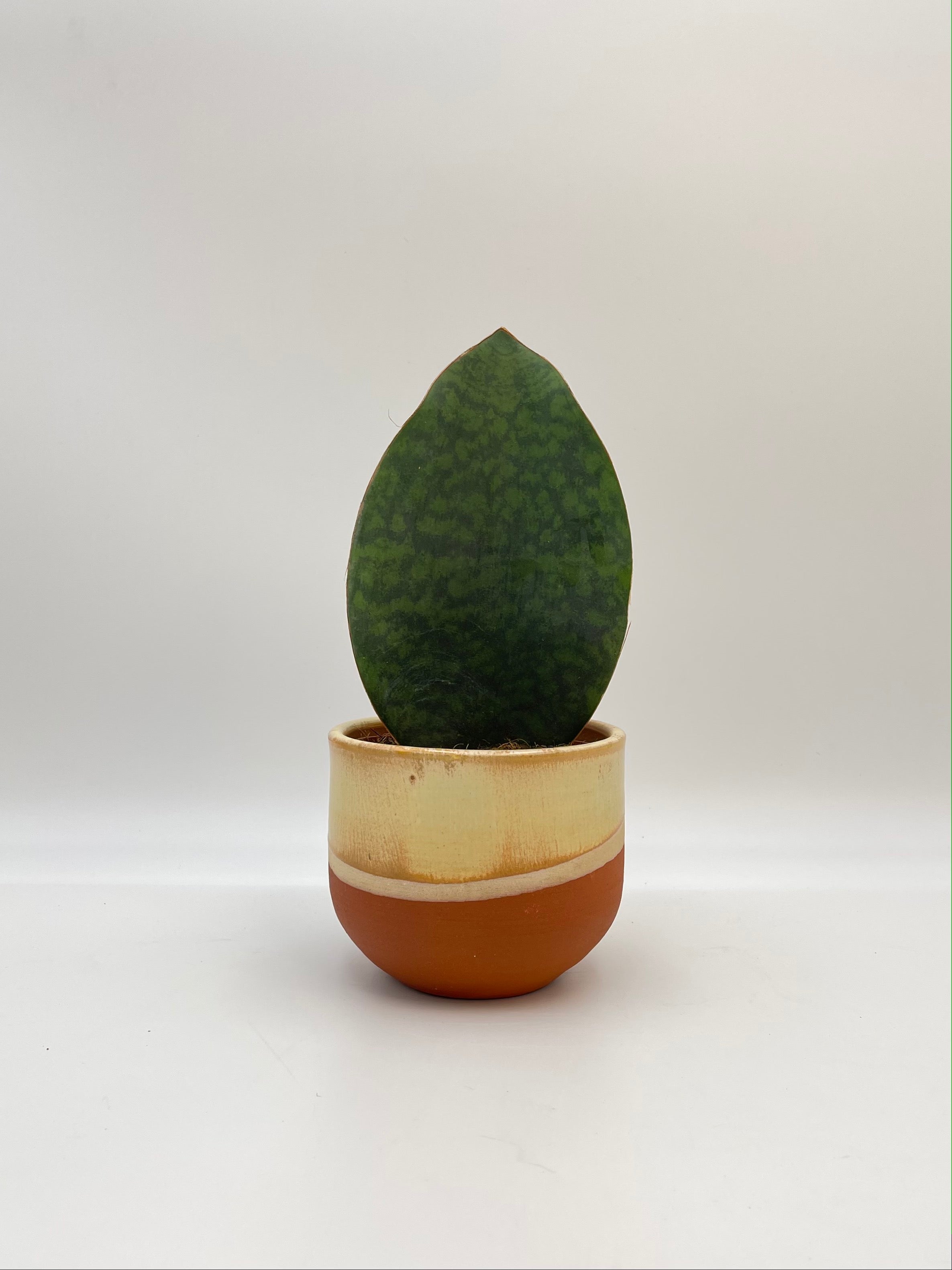 Sansevieria Masoniana Victoria, Whale Fin Plant