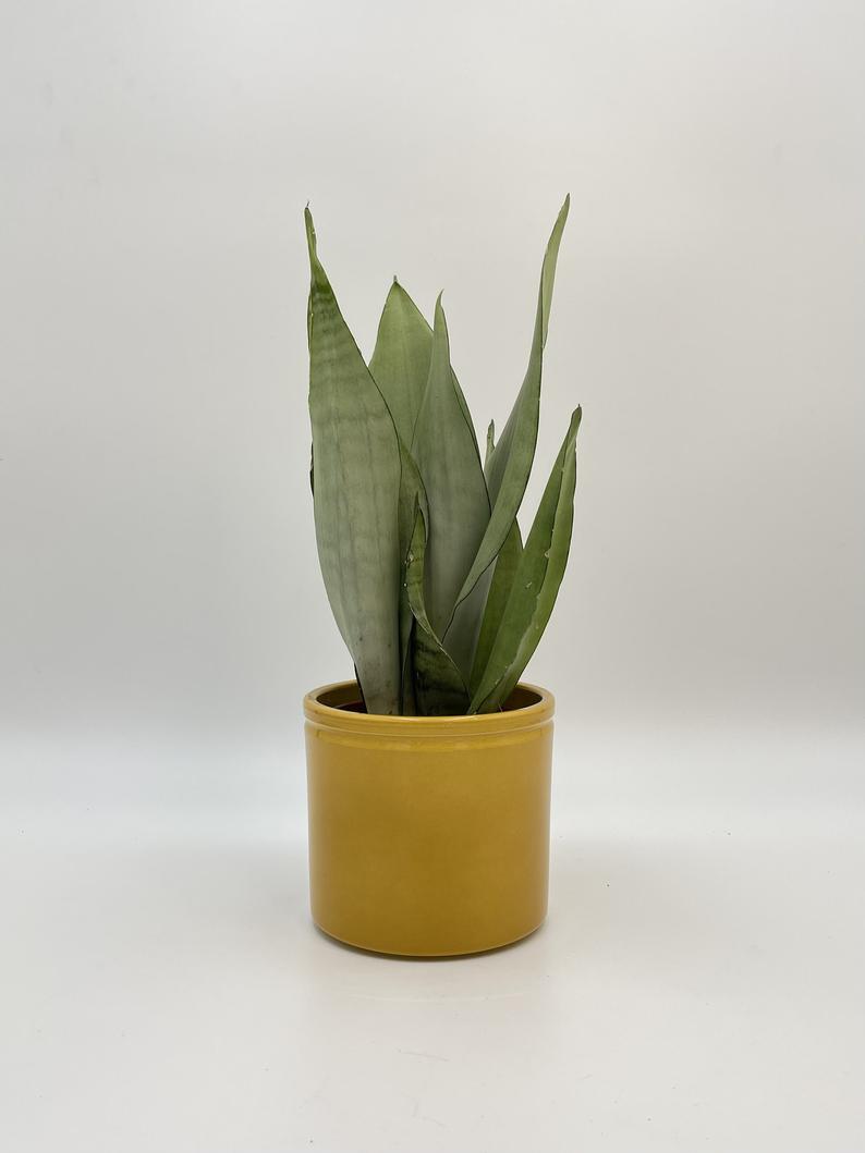 Sansevieria Moonshine