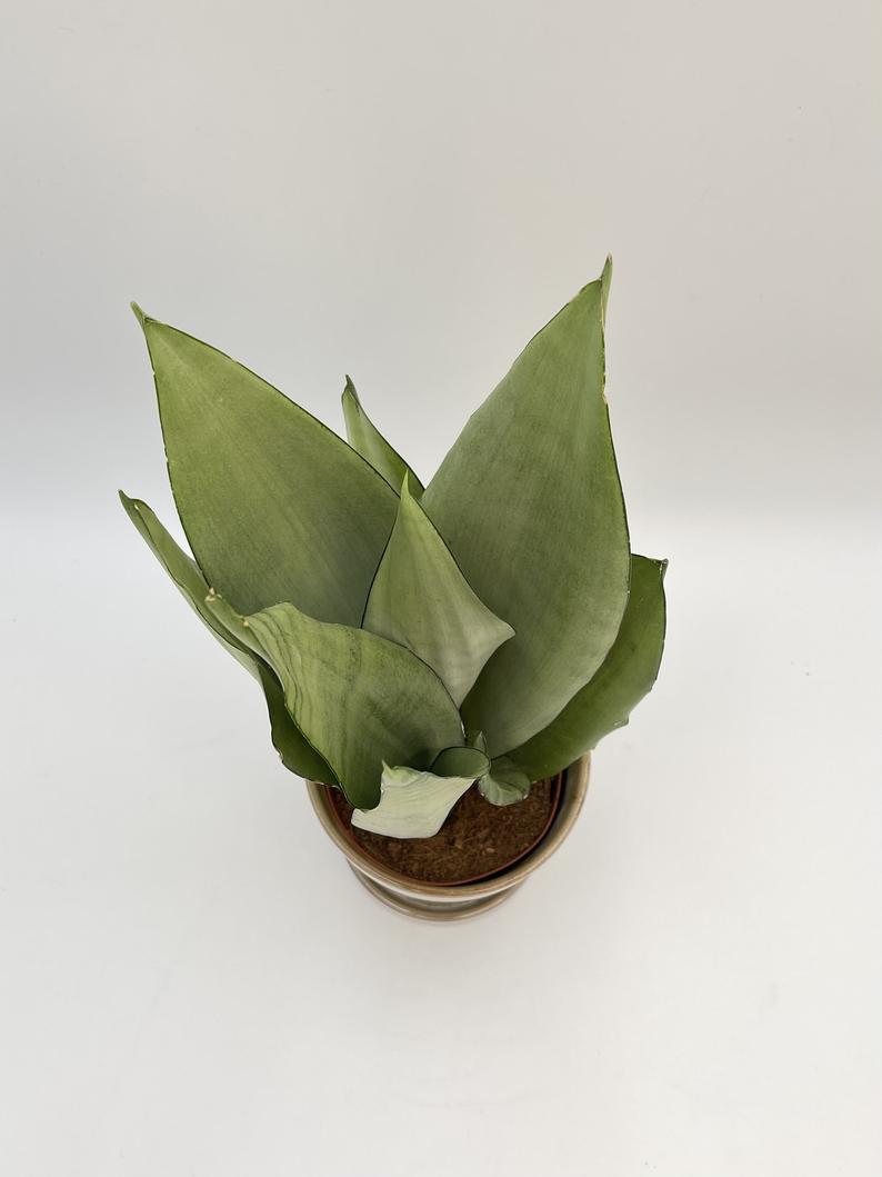 Sansevieria Moonshine, Snake Plant, Mother-in-Law's Tongue, Air purifier plant