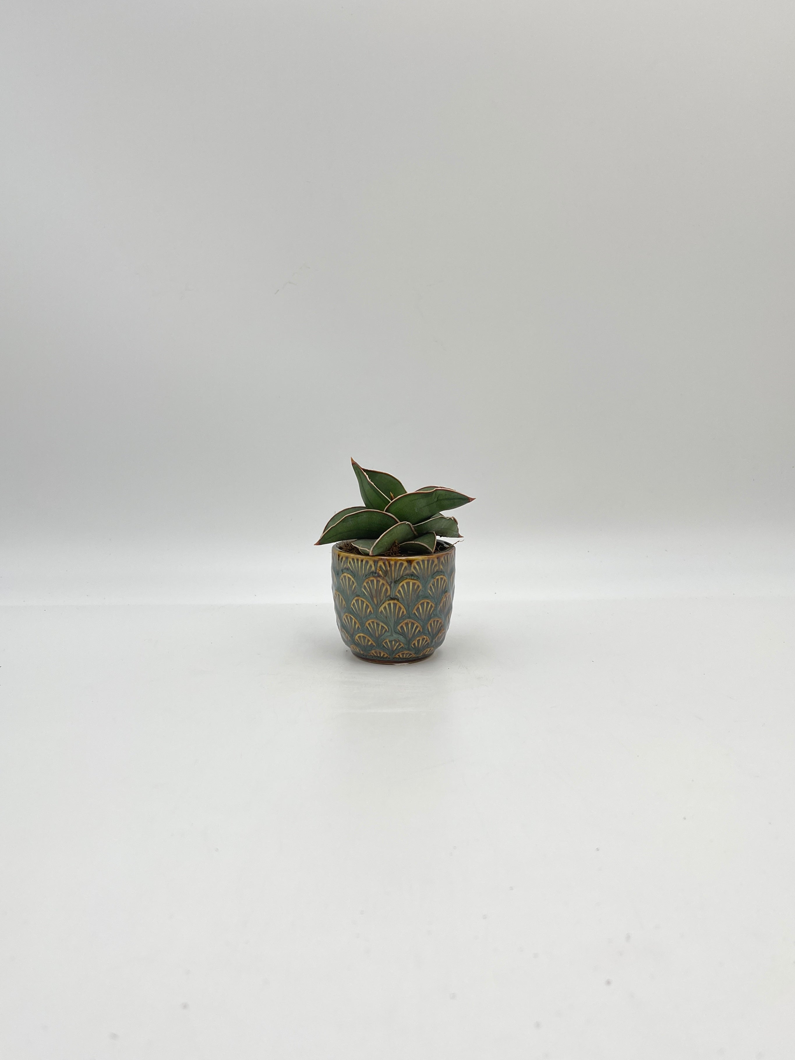 Sansevieria Samurai, Snake Plant