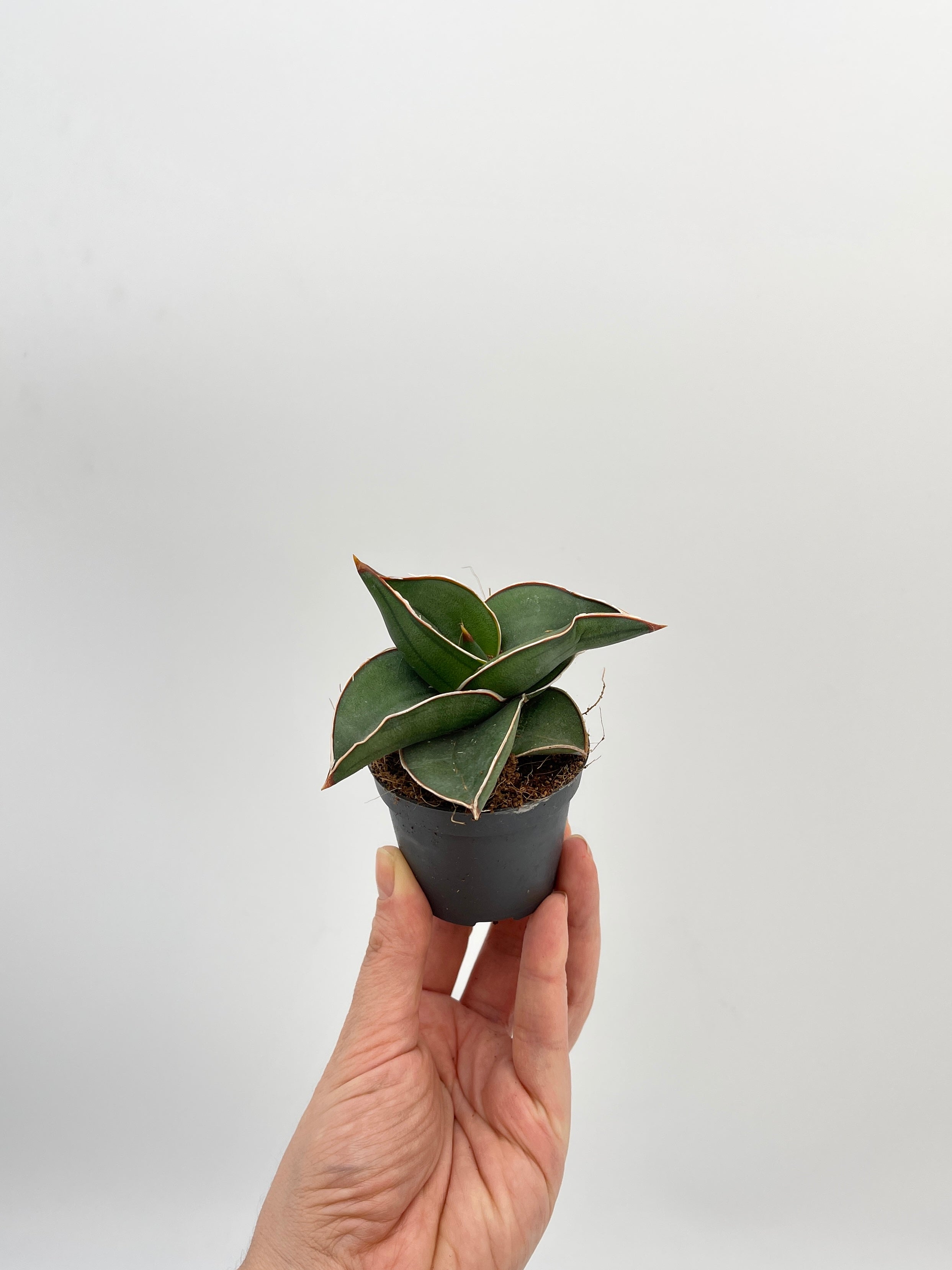 Sansevieria Samurai, Snake Plant