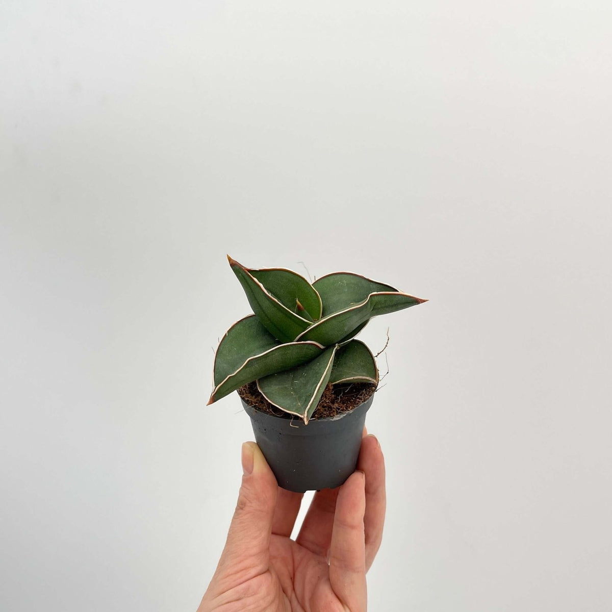 sansevieria samurai care Snake Plant