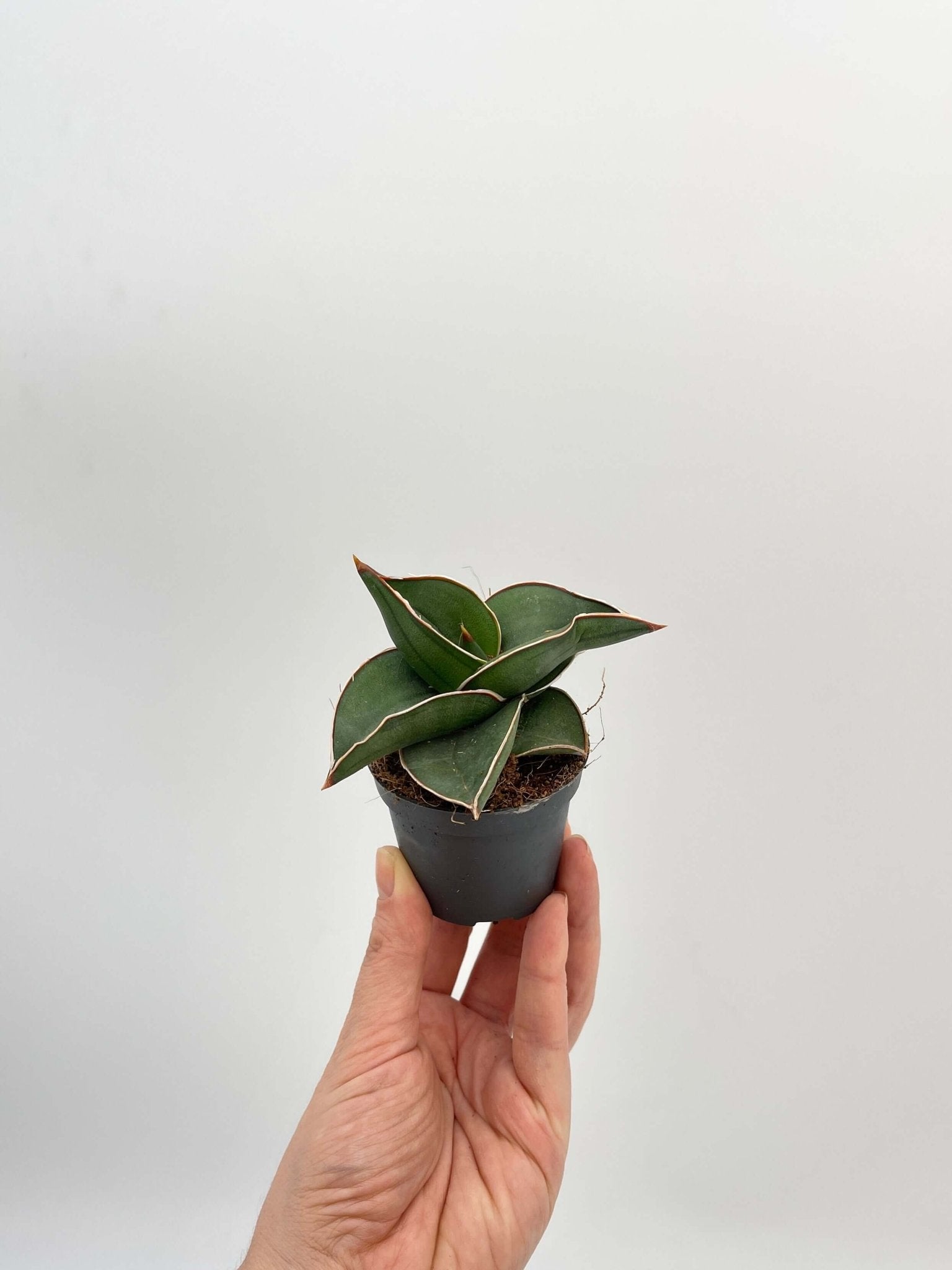 rare samurai sword snake plant Snake Plant