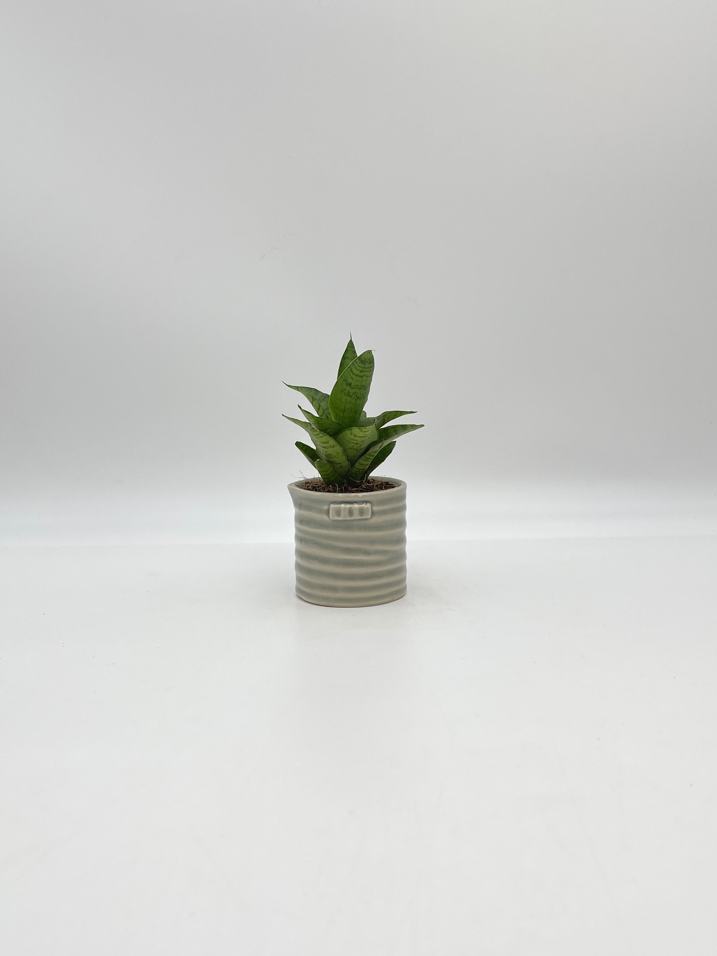 Sansevieria Tough Lady, Baby Plant