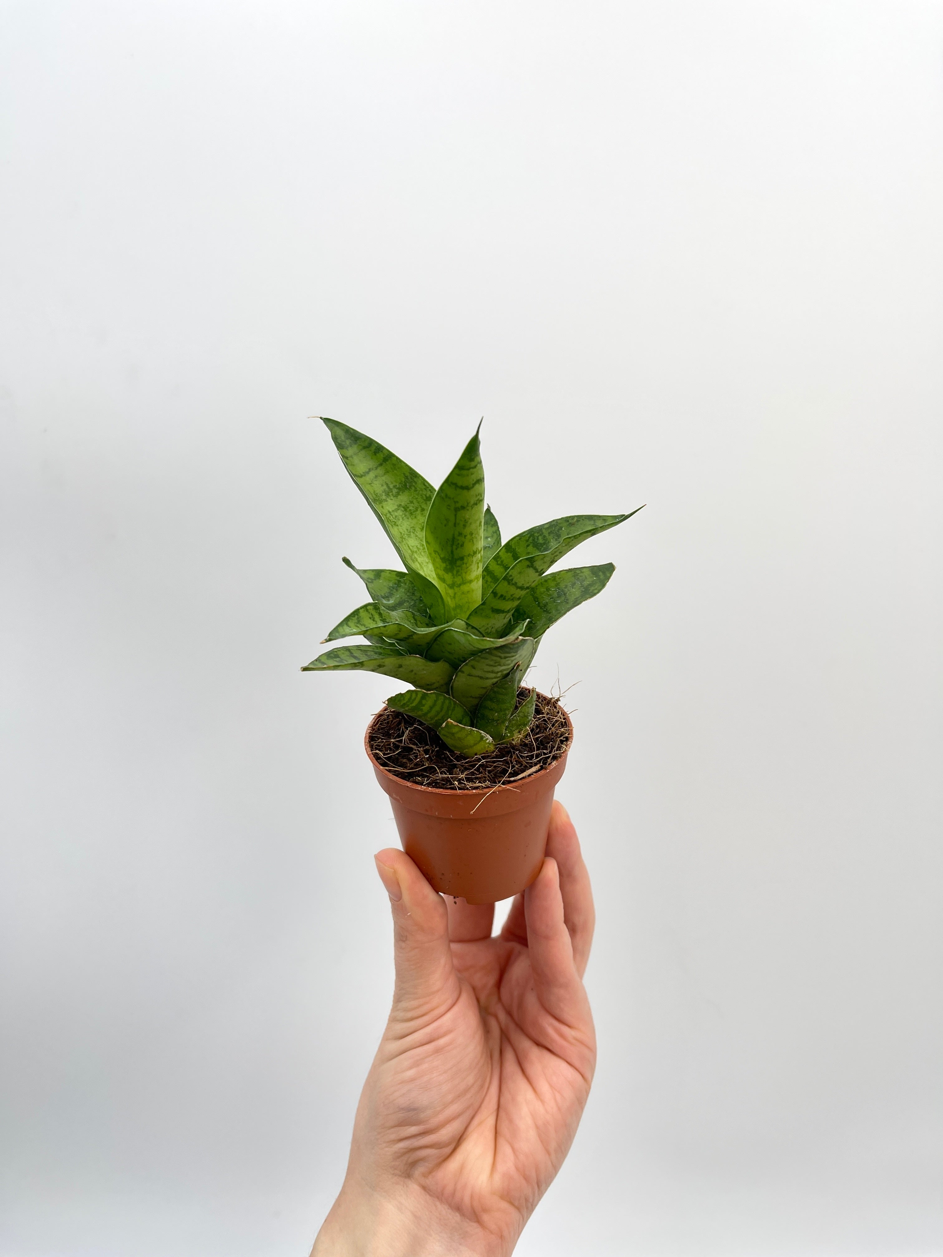 Sansevieria Tough Lady, Snake Plant, Baby Plant