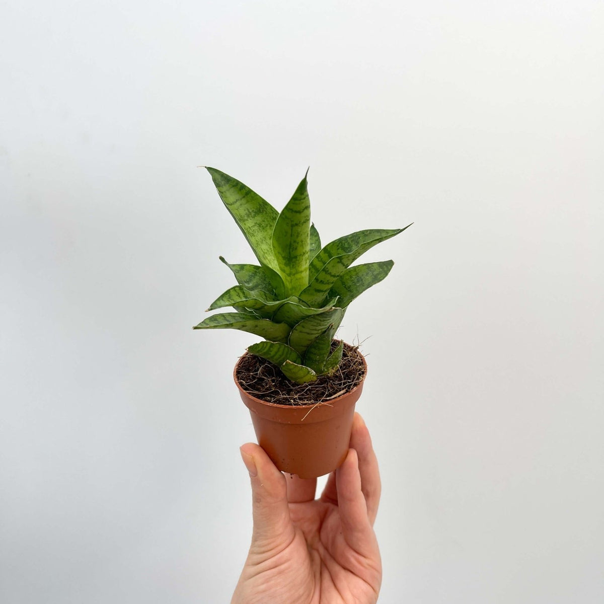 tough lady snake plant Sansevieria Tough Lady, Snake Plant, Baby Plant
