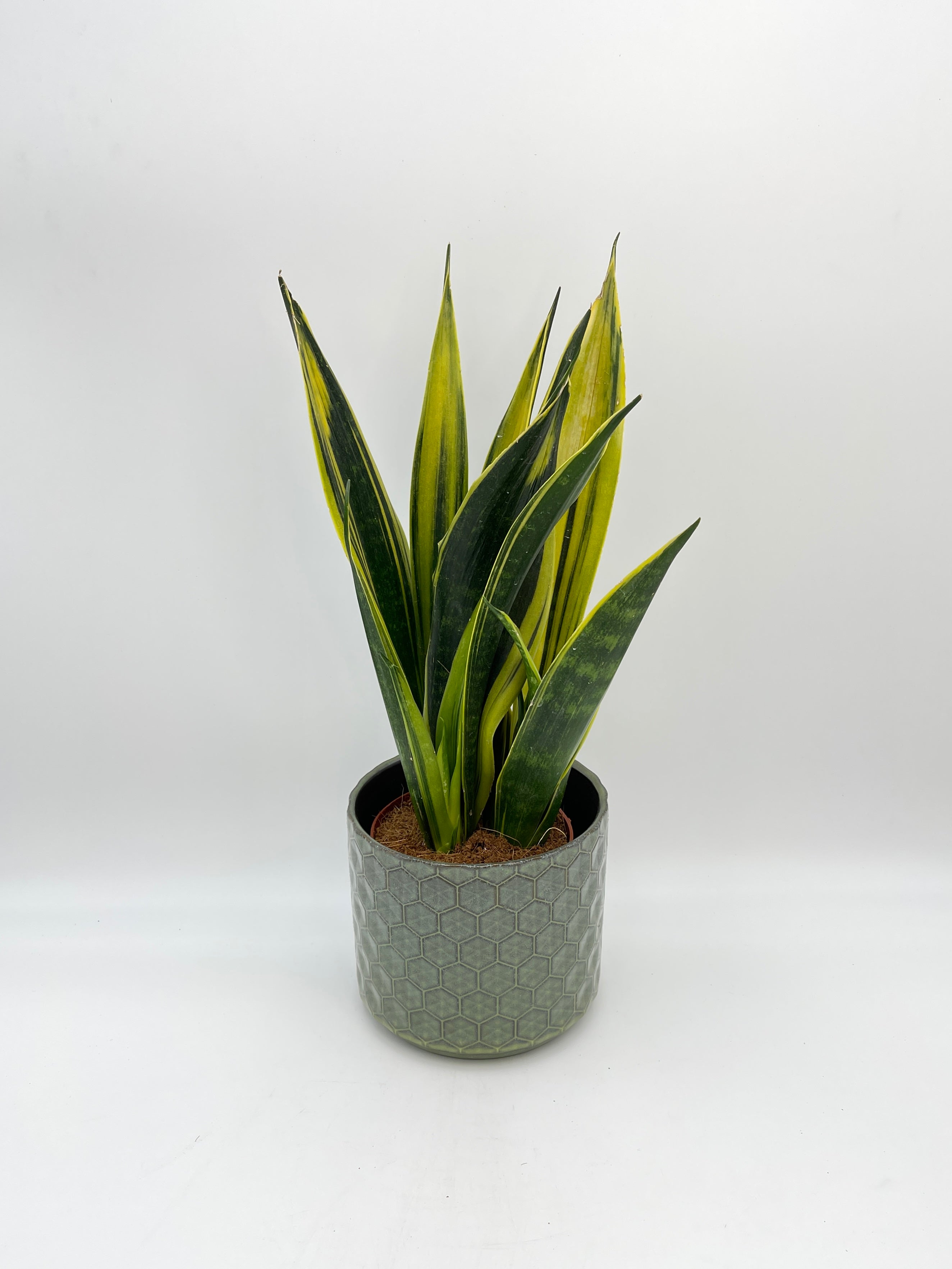 Sansevieria Trifasciata Golden Flame