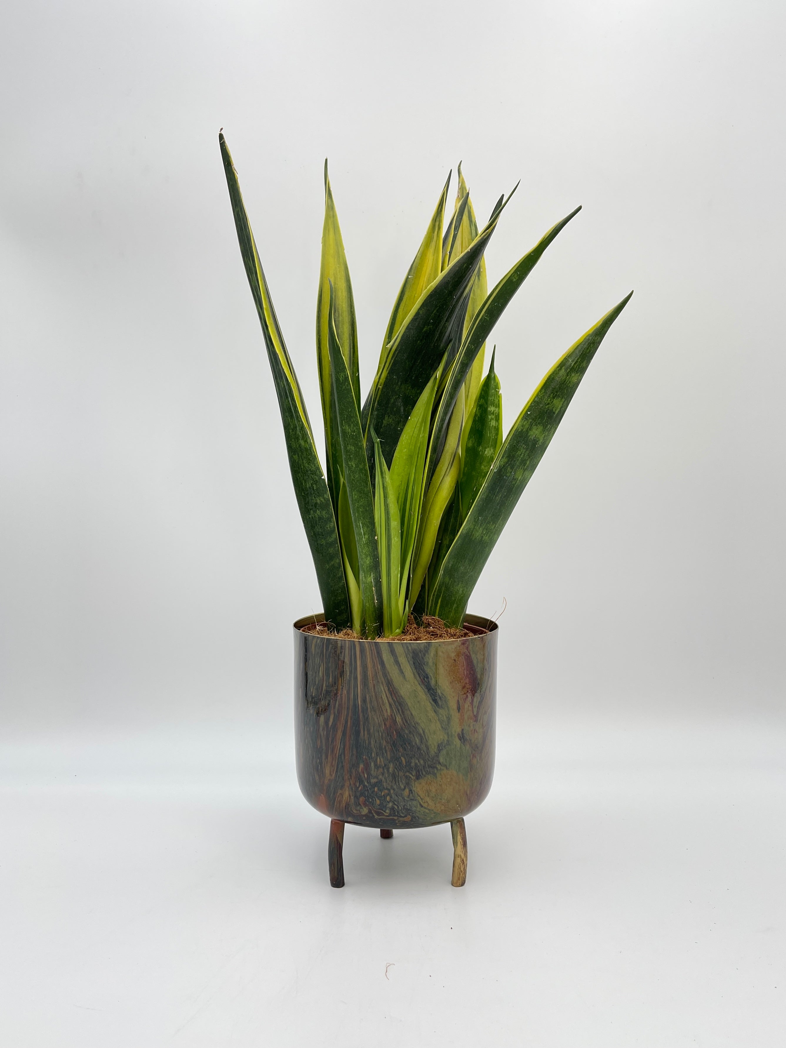 Sansevieria Trifasciata Golden Flame