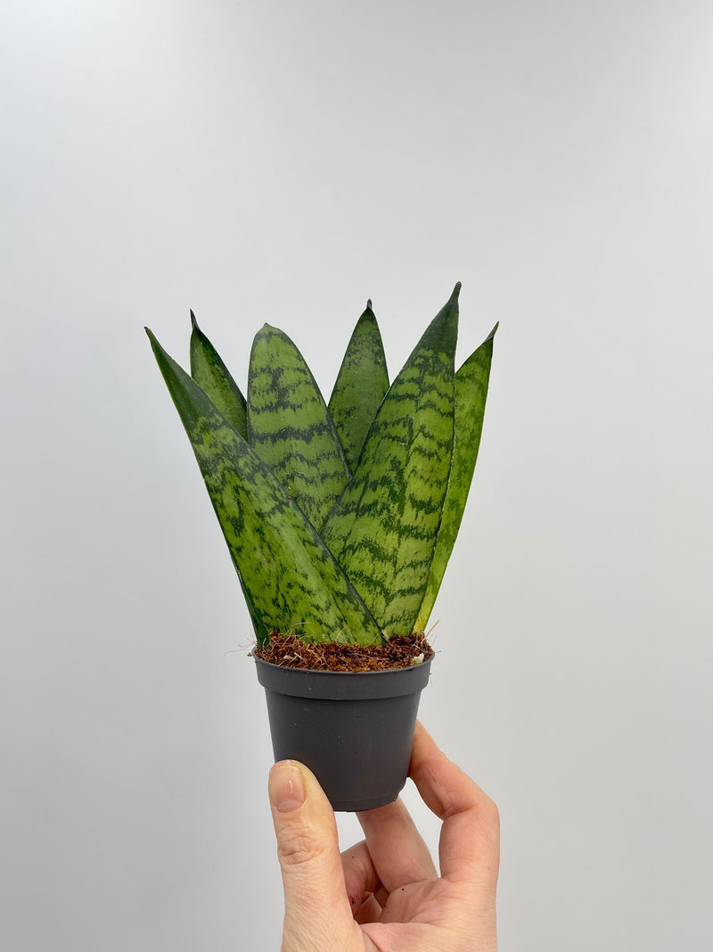 Sansevieria Zeylanica, Baby Plant