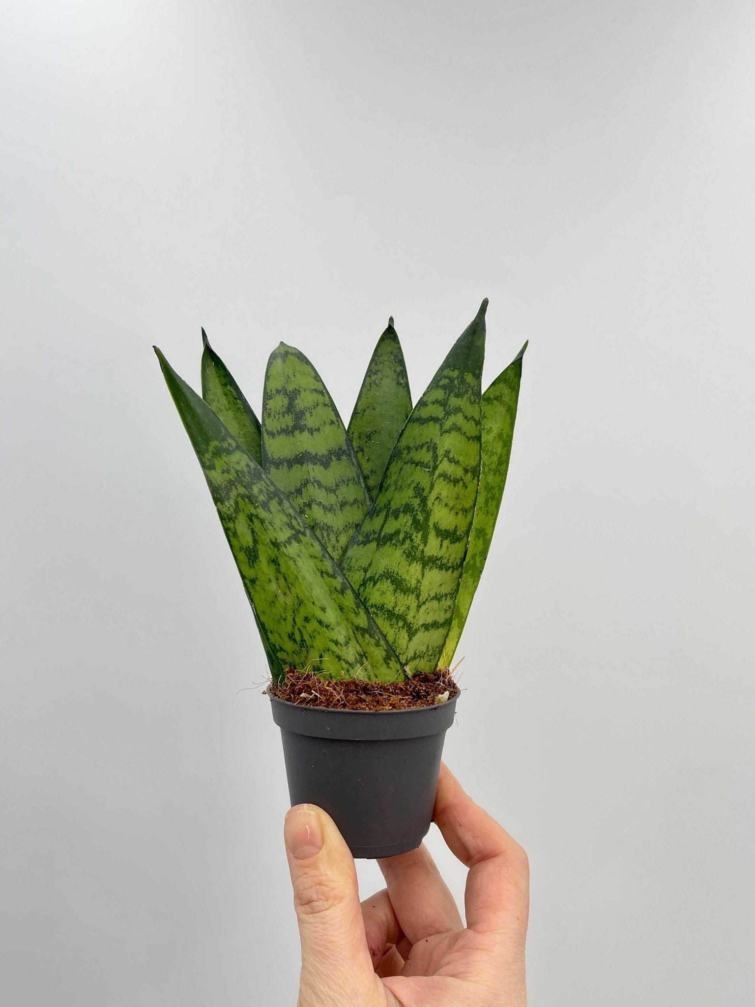 Sansevieria Zeylanica, Snake Plant, Air purifier plant
