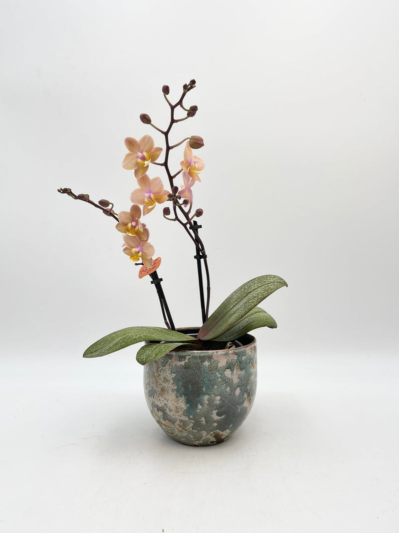 Scented Phalaenopsis Orchid, Perfíum Scention