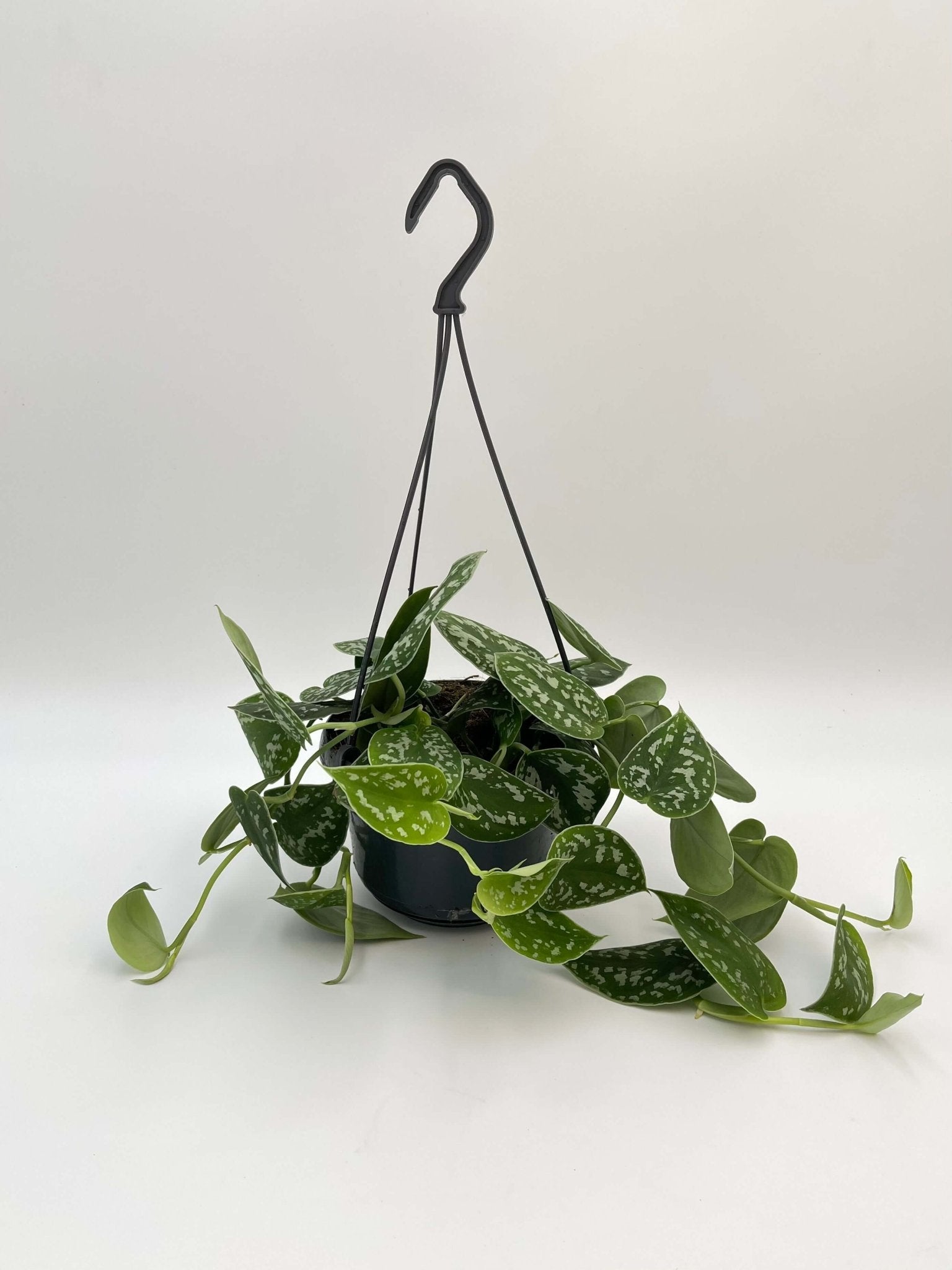 Scindapsus Pictus Argyraeus, Satin Pothos, 12cm - 14cm, Trailing House Plant