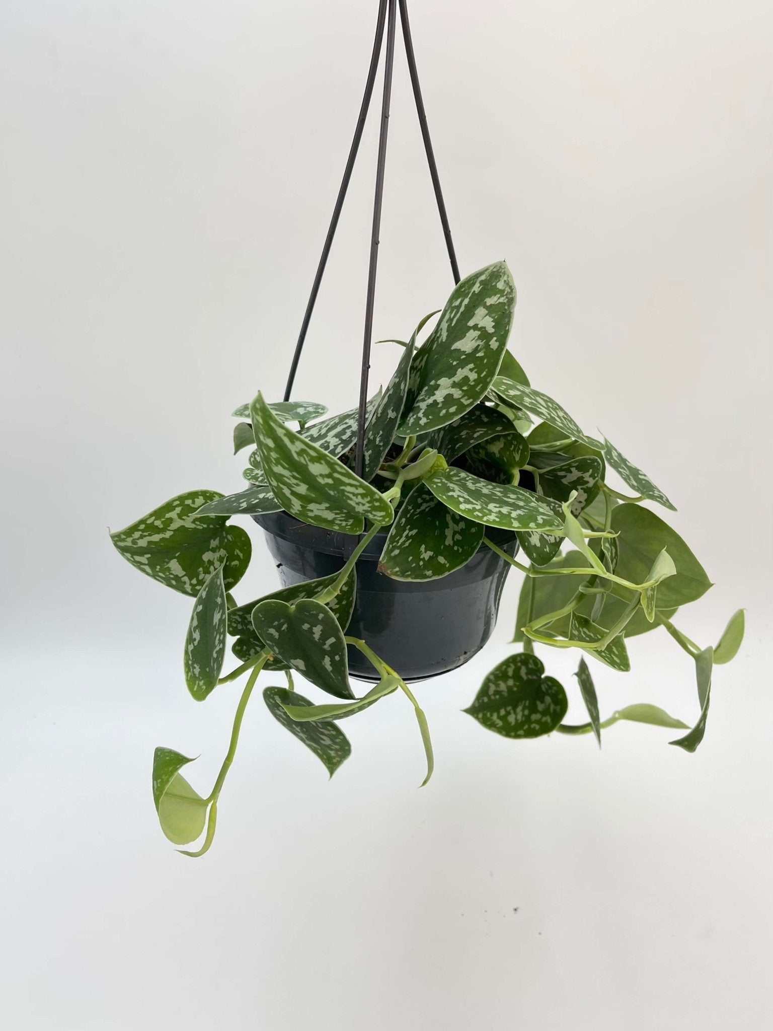 Scindapsus Pictus Argyraeus, Satin Pothos, 12cm - 14cm, Trailing House Plant